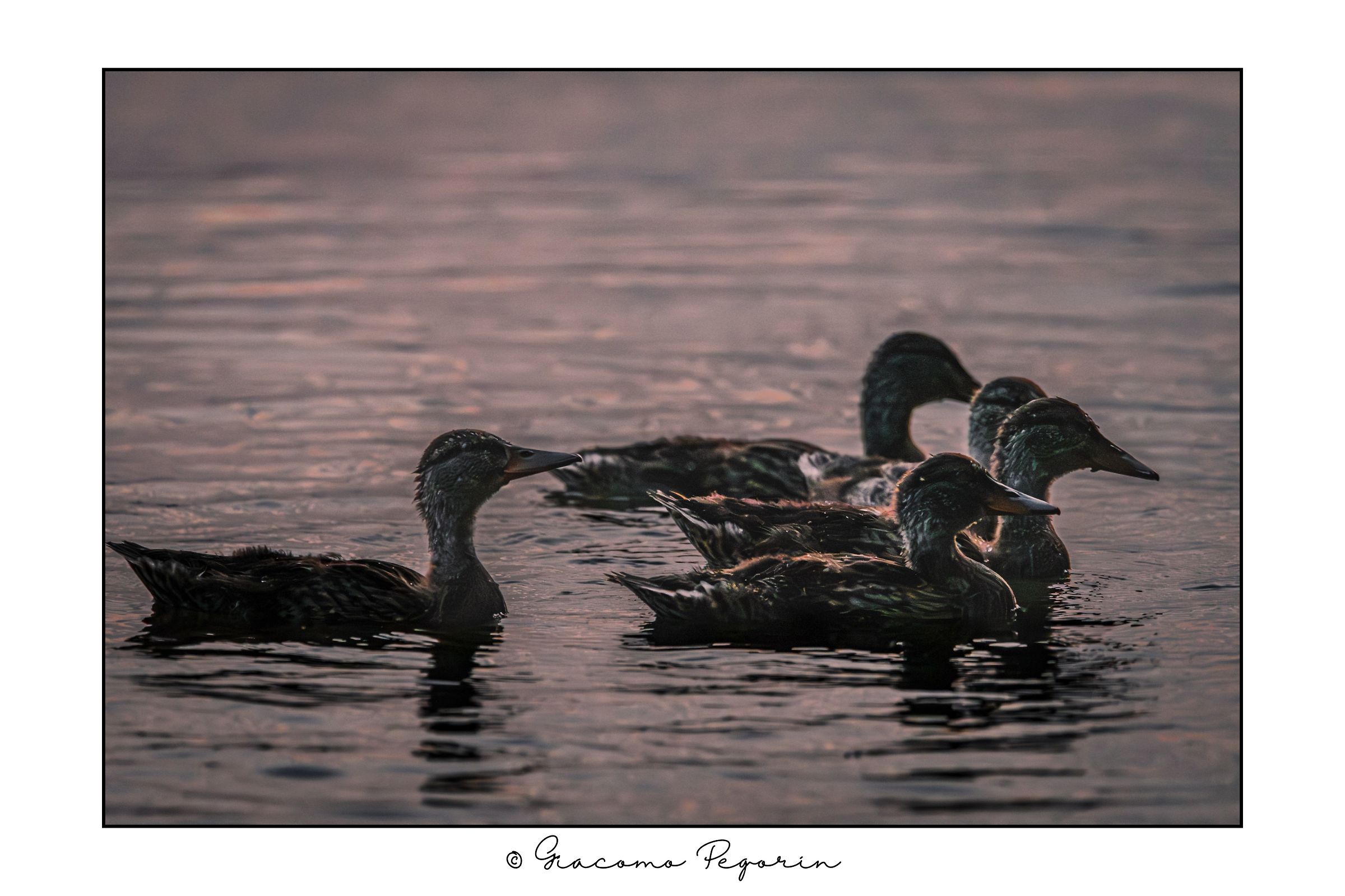 Untitled Photo