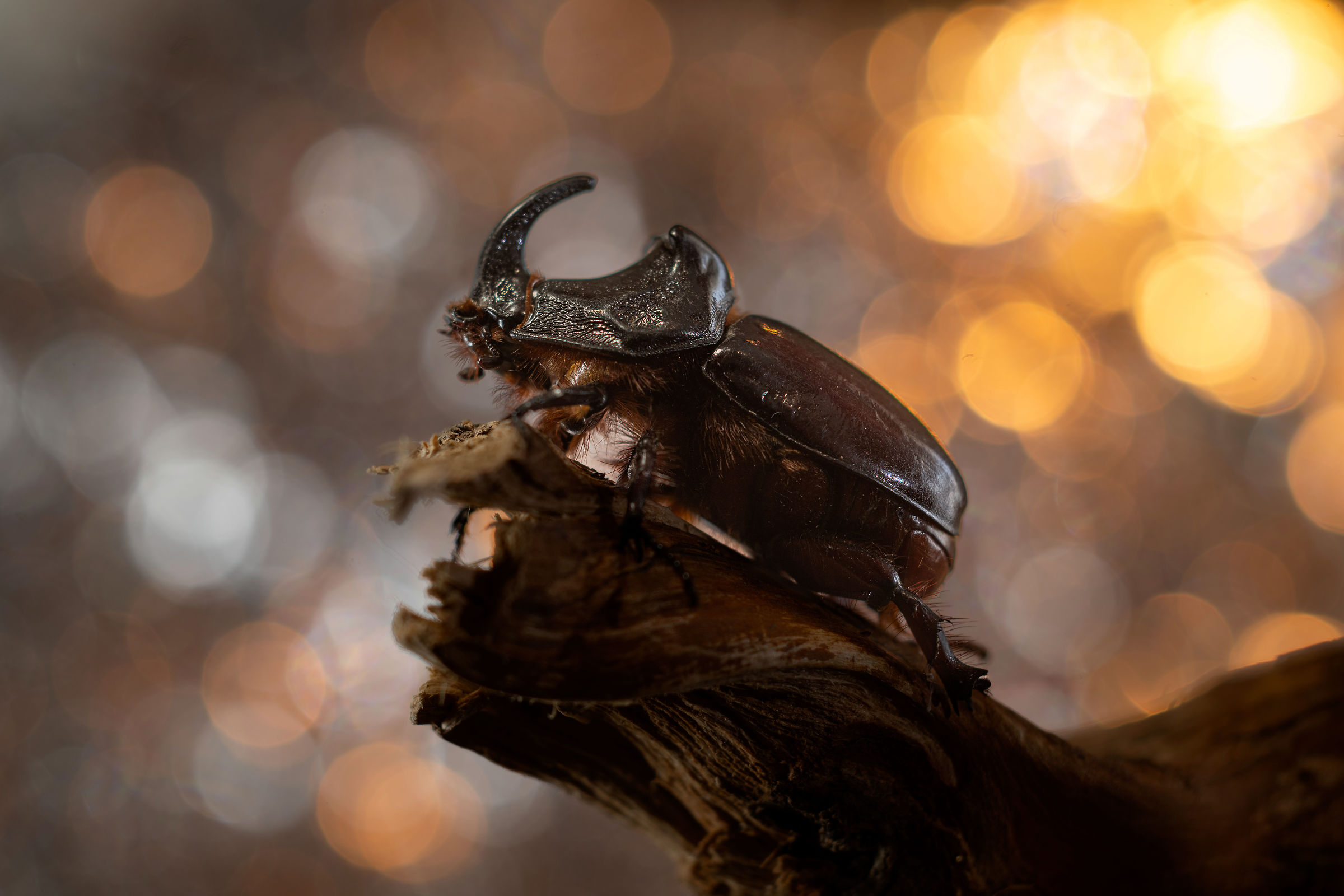 Beetle at dawn