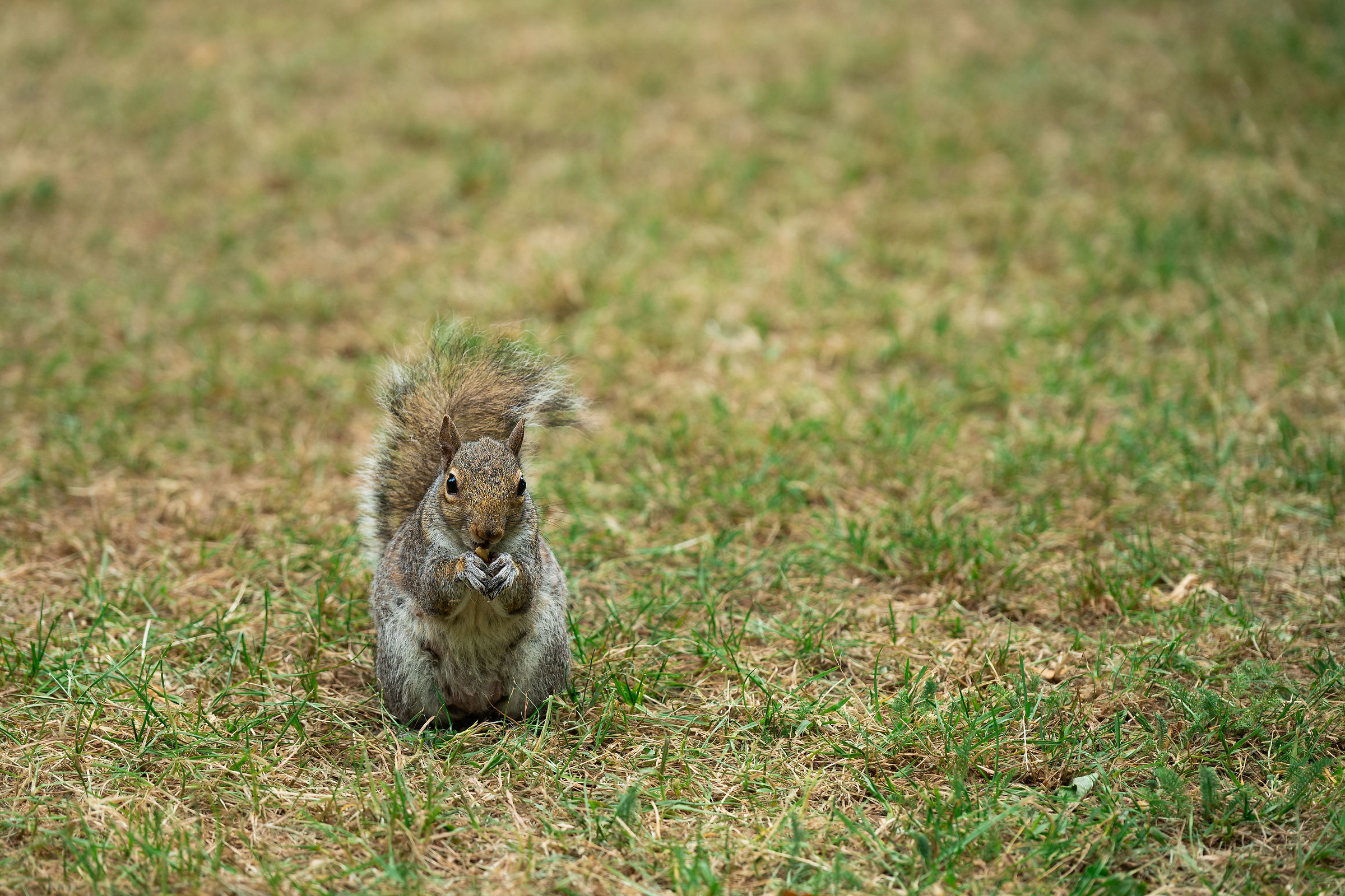 Un piccolo custode di Hyde Park