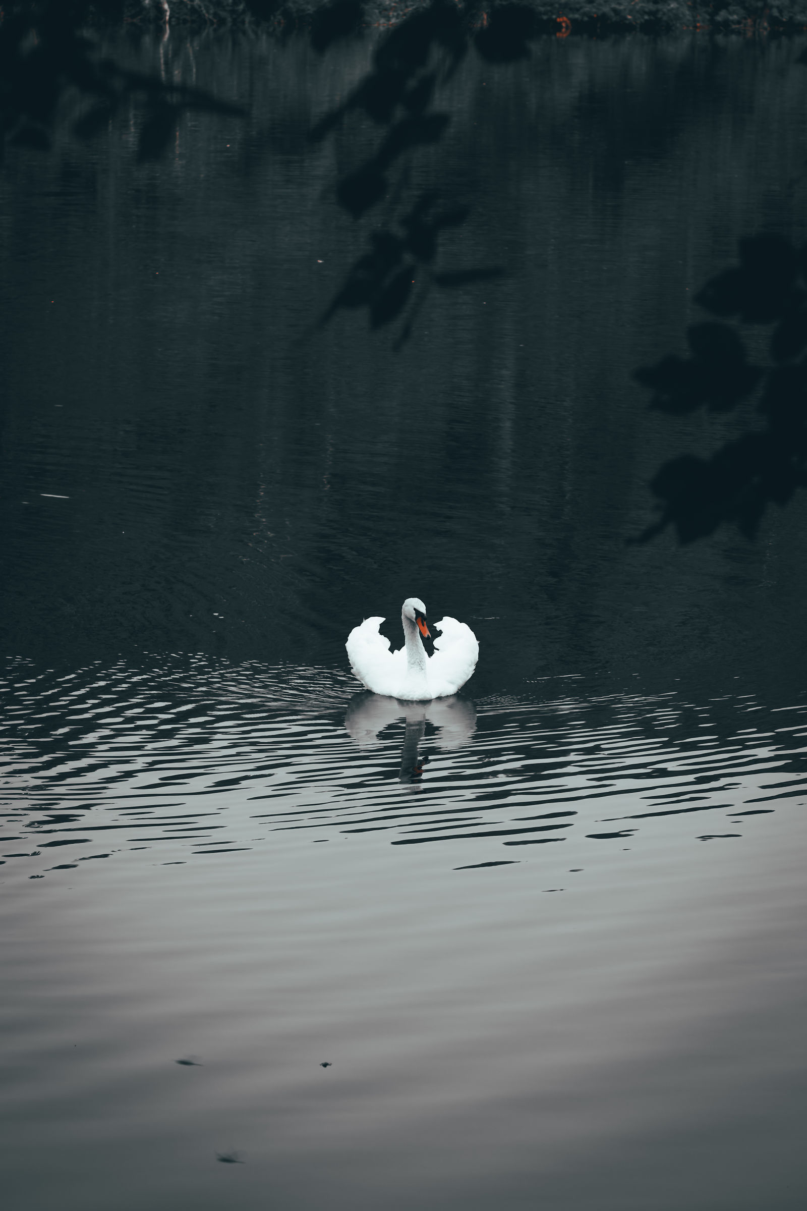 Cigno nero