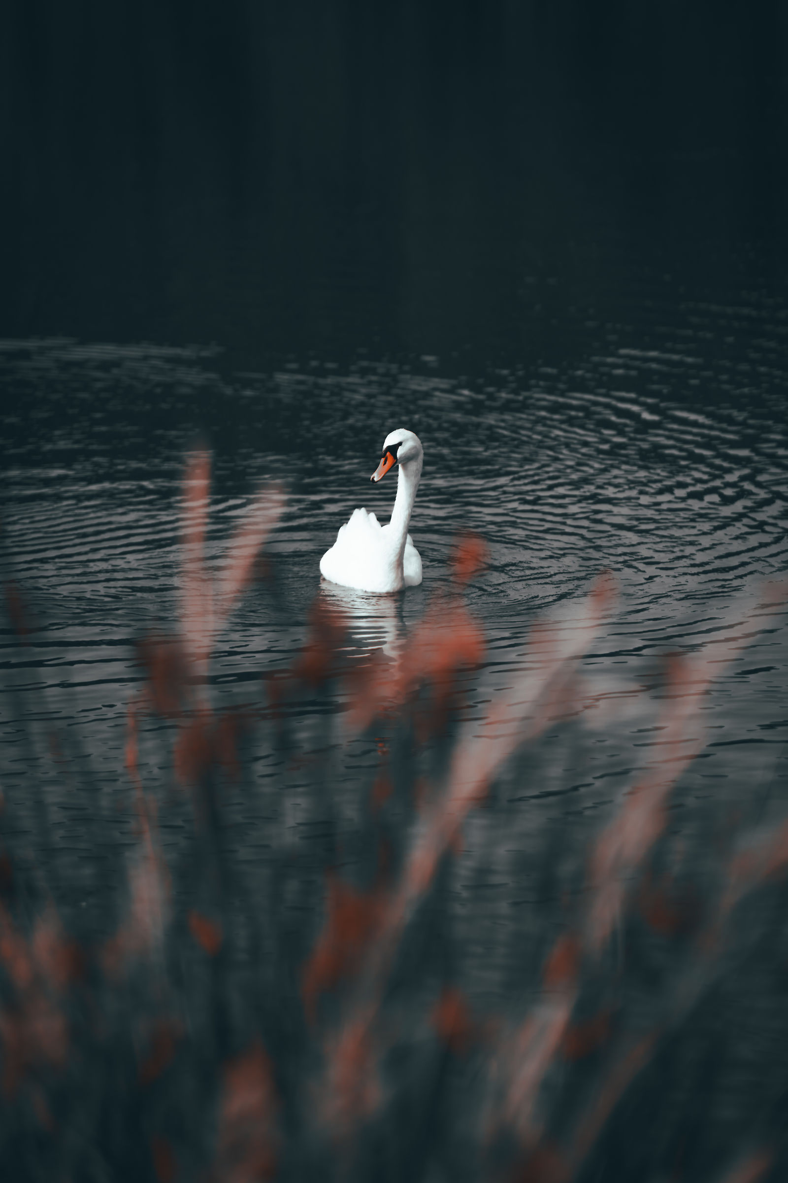 Cigno nero