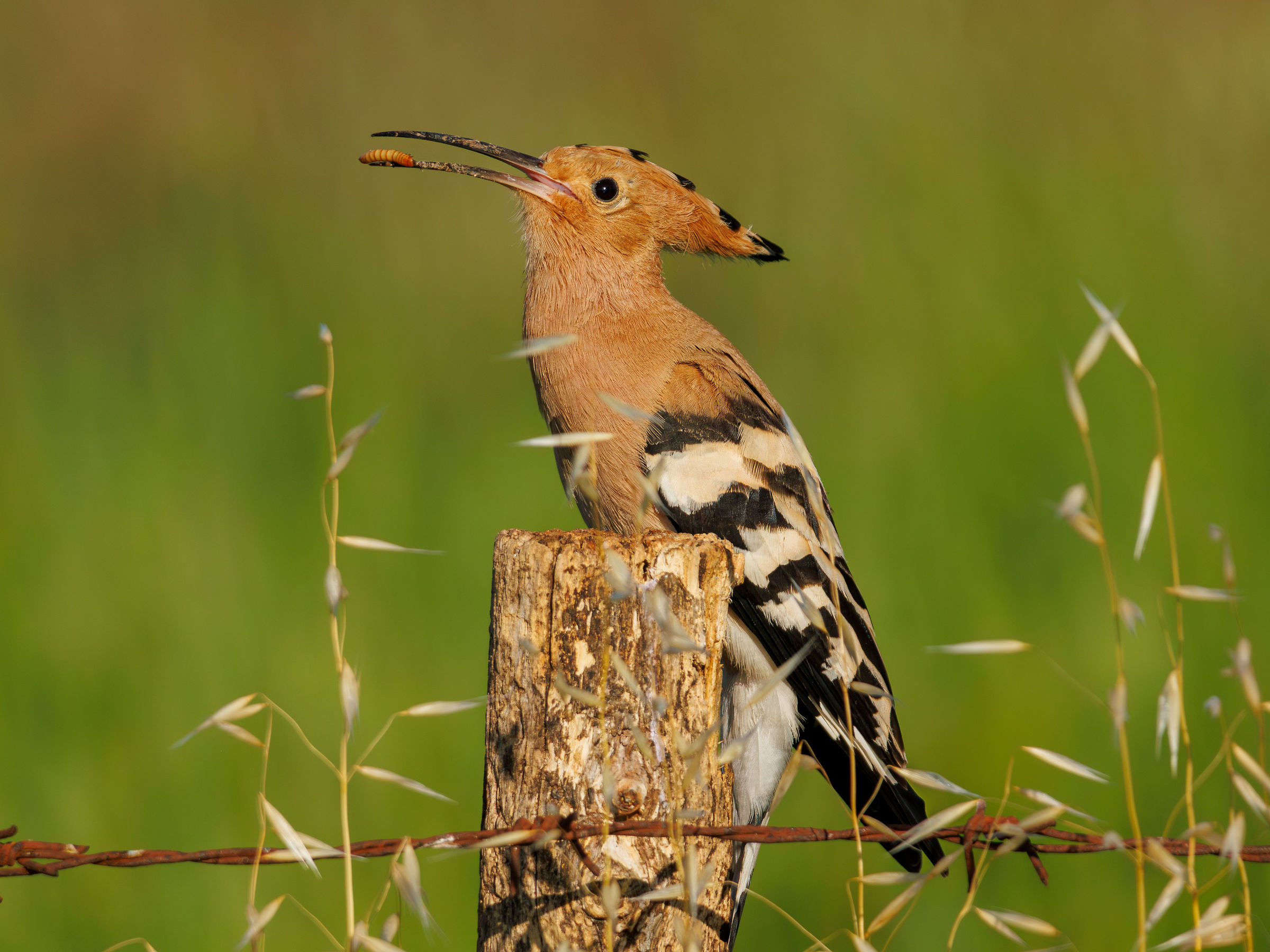 Hoopoe