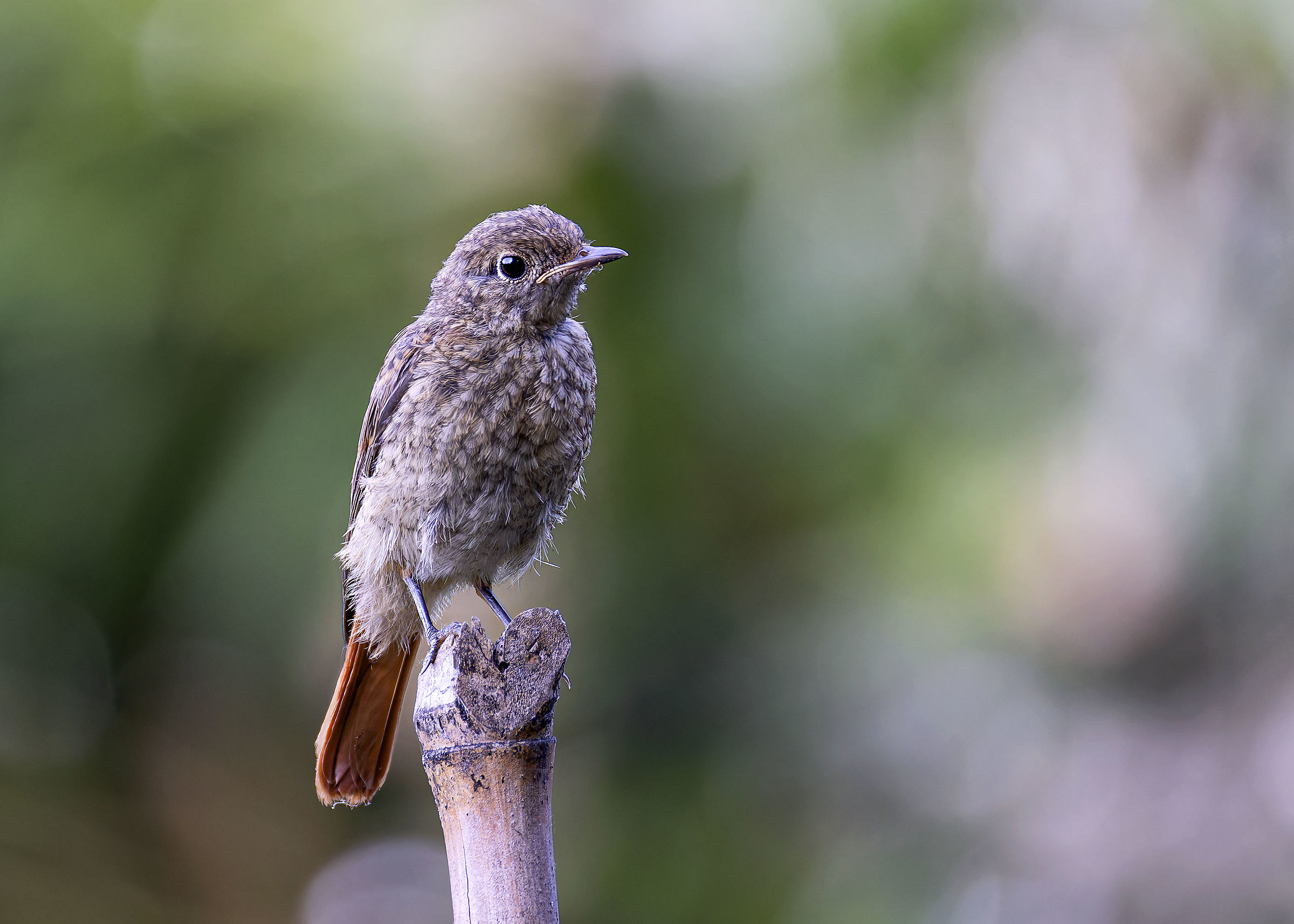 Chimney Sweep Redstart