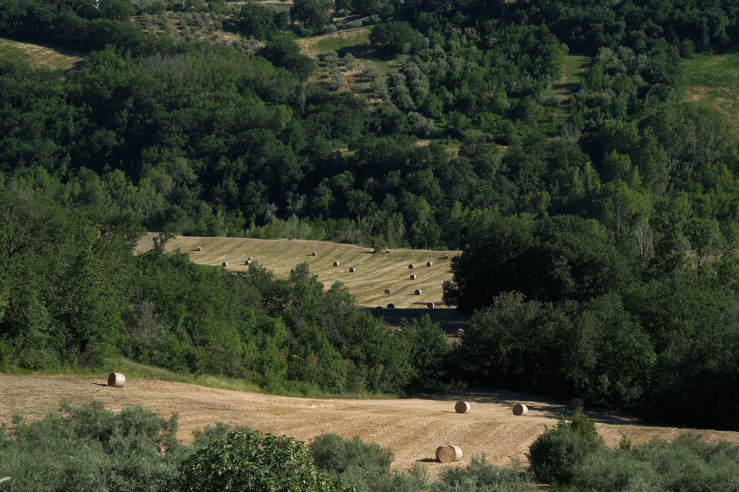 Boschi e campi di grano