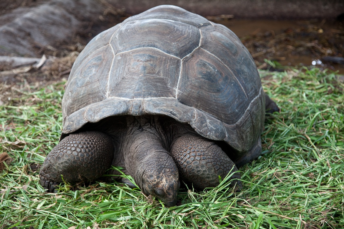 tartaruga seychelles