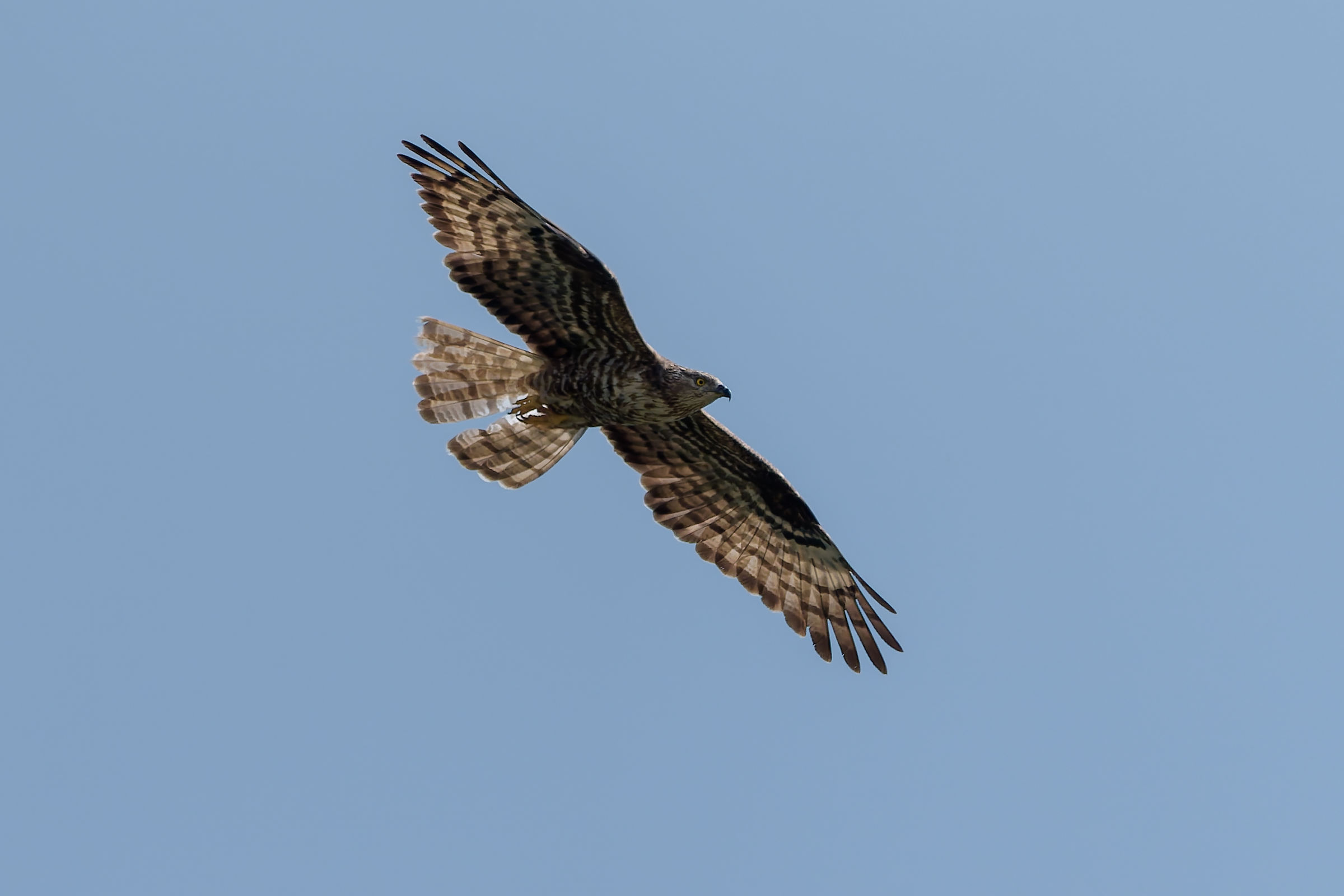 Honey Buzzard backlit...