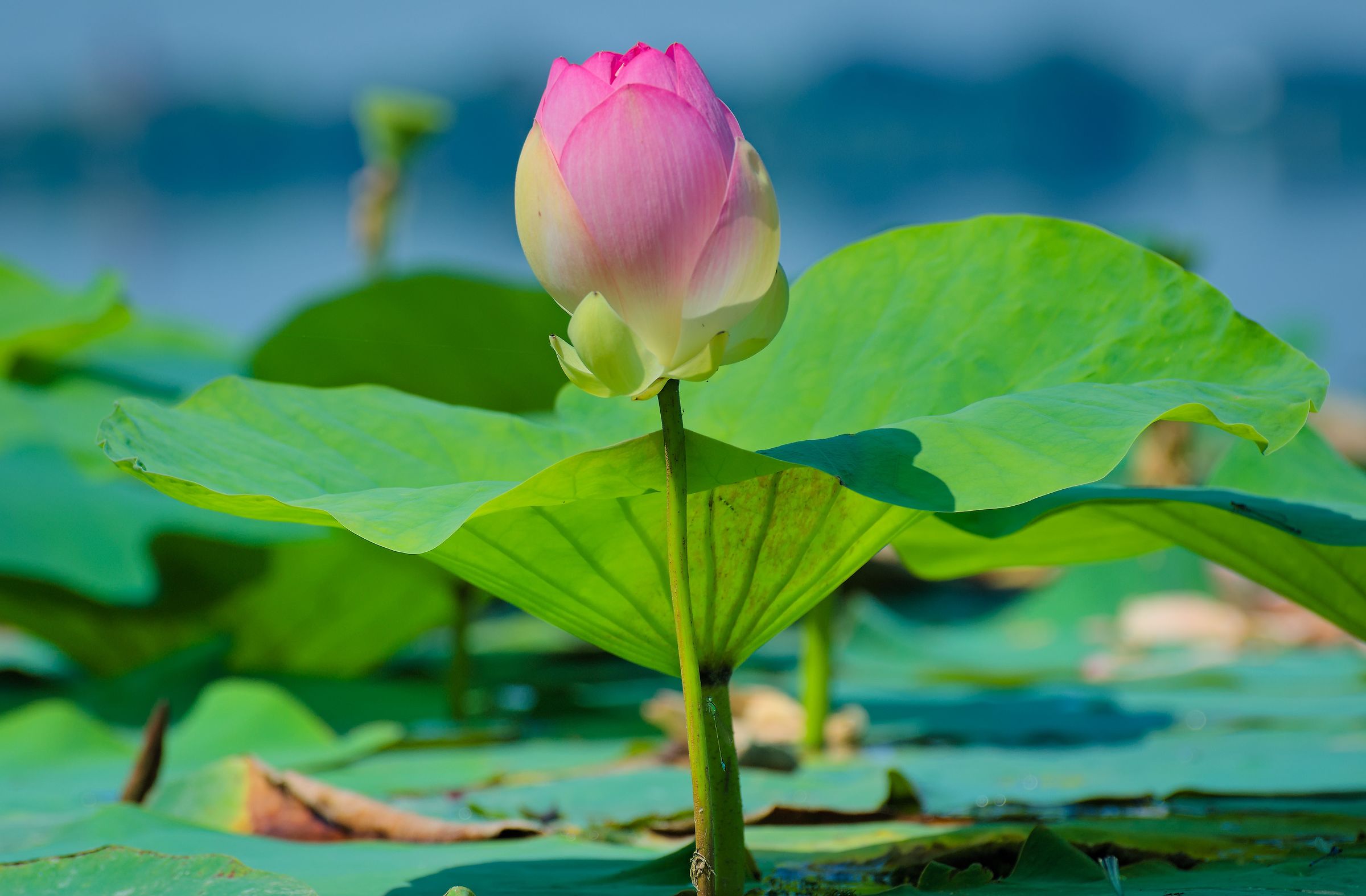 Lotus flower