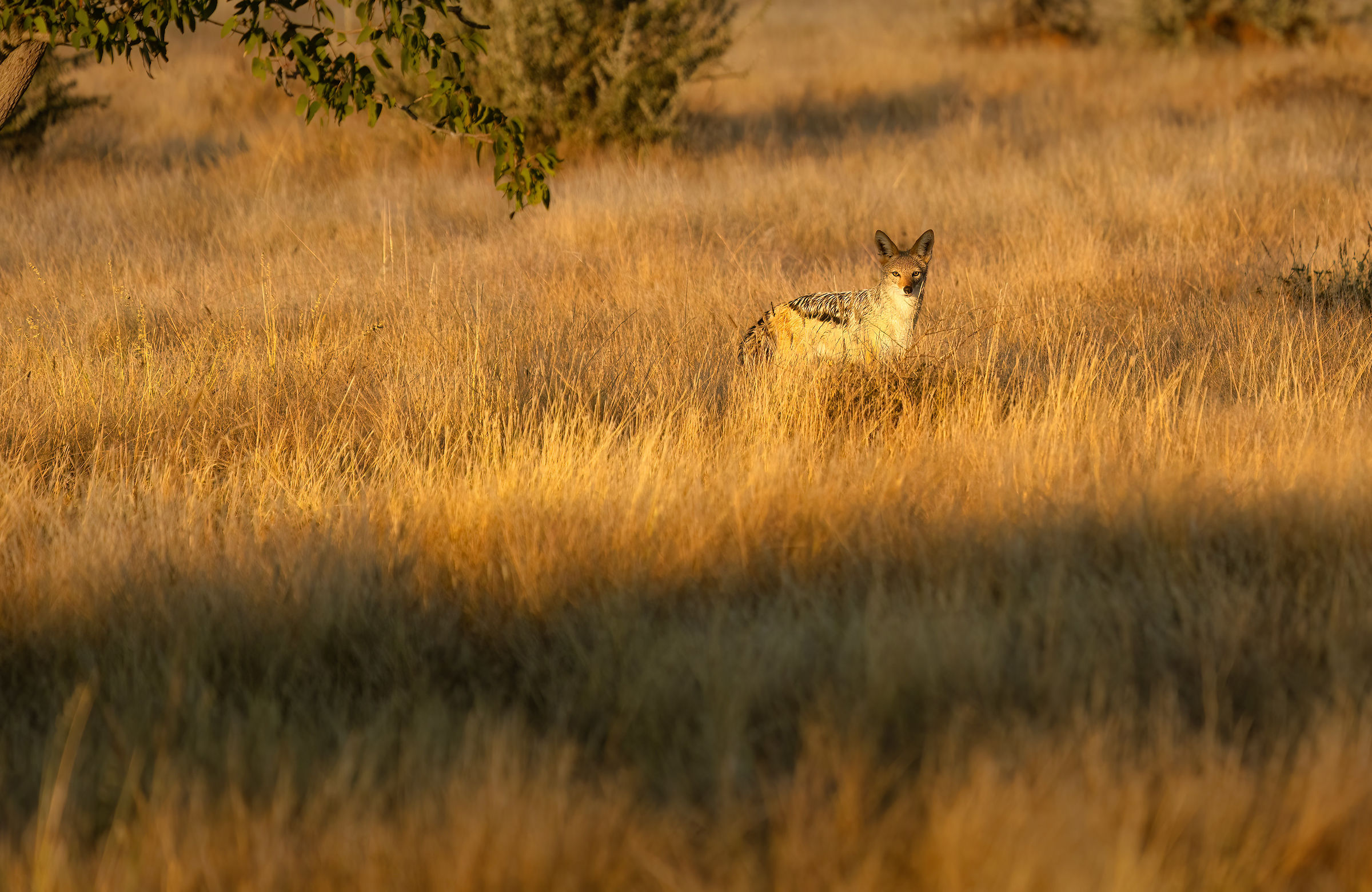 Silver Jackal