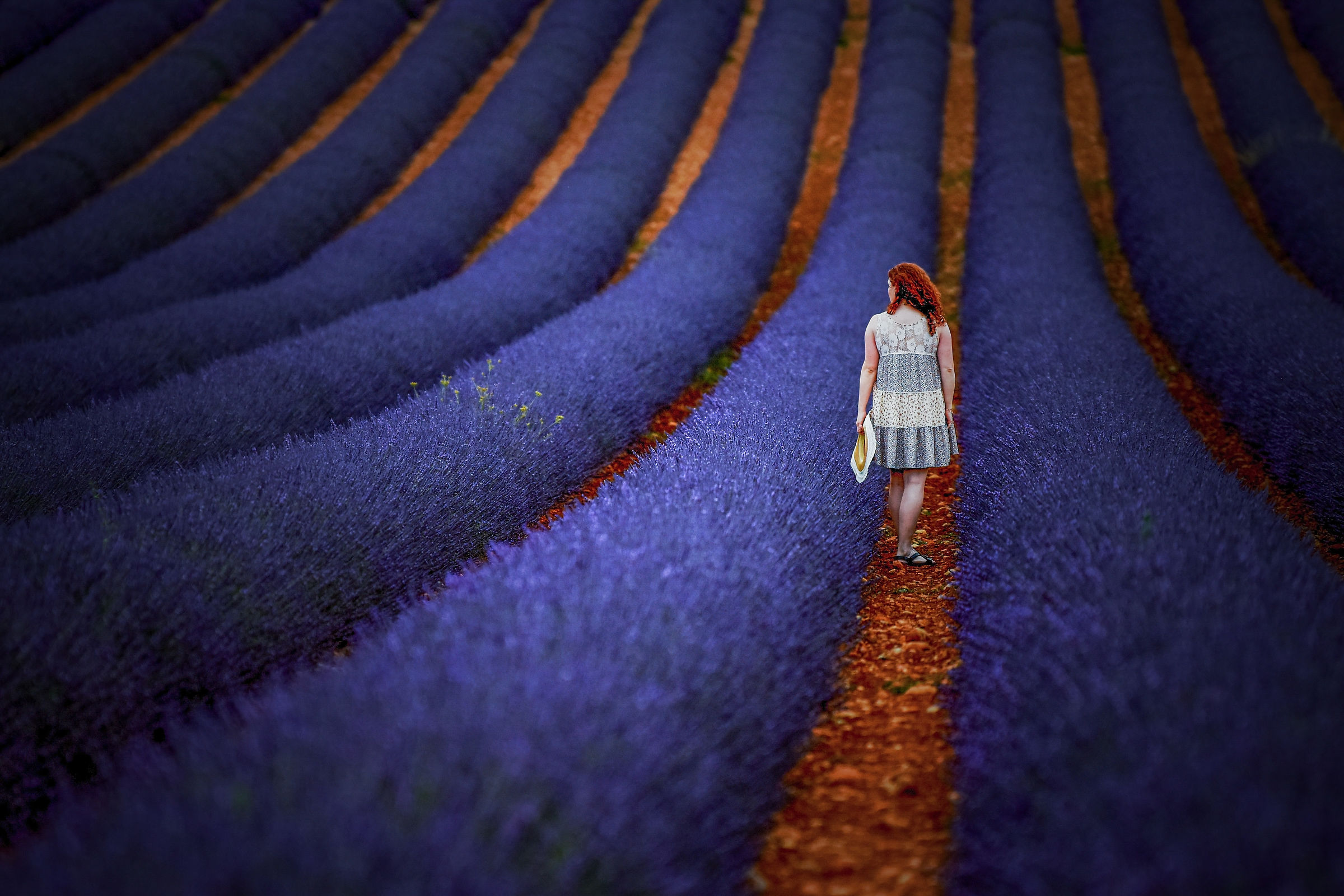 il campo dei profumi.