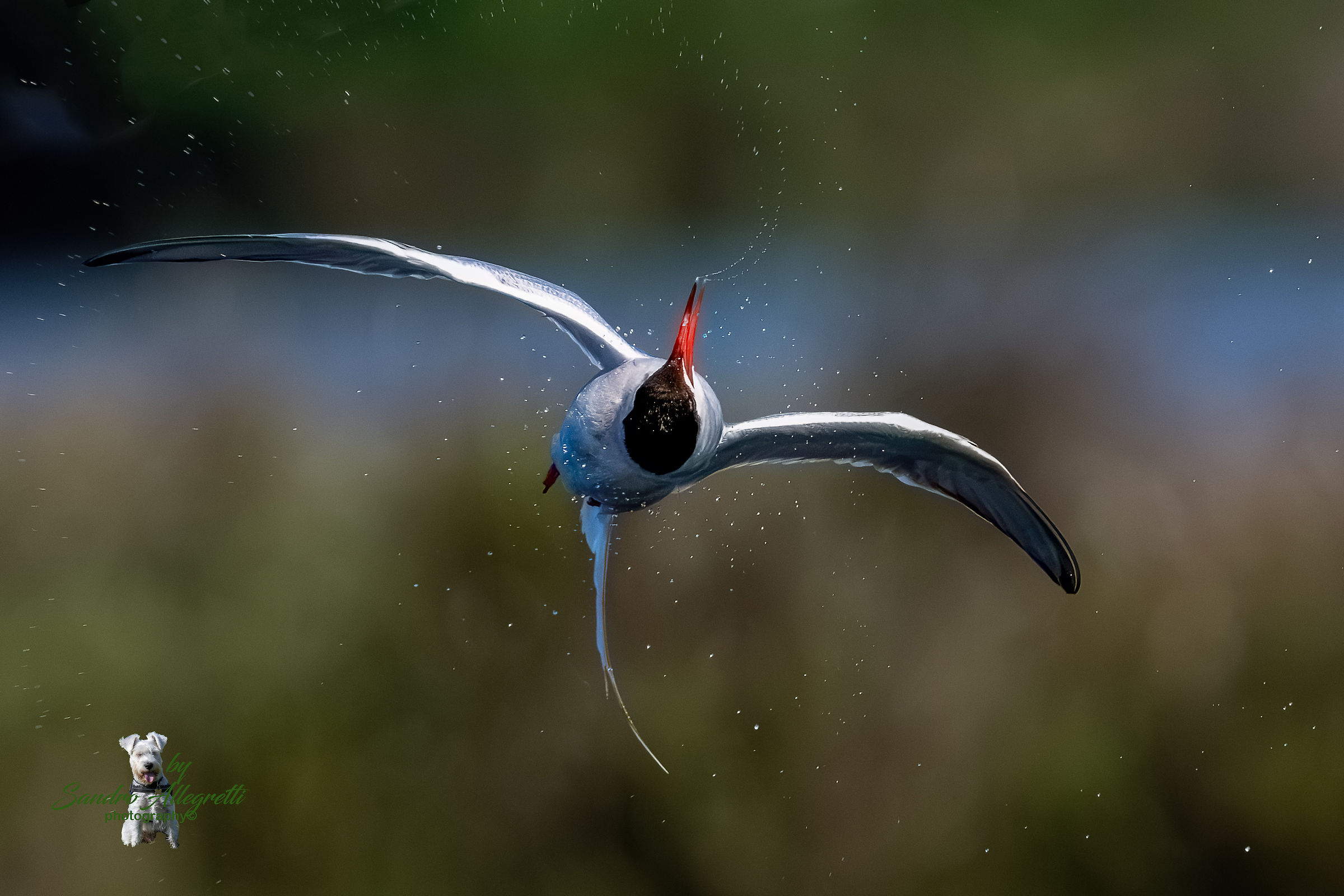 The common tern (Sterna hirundo)