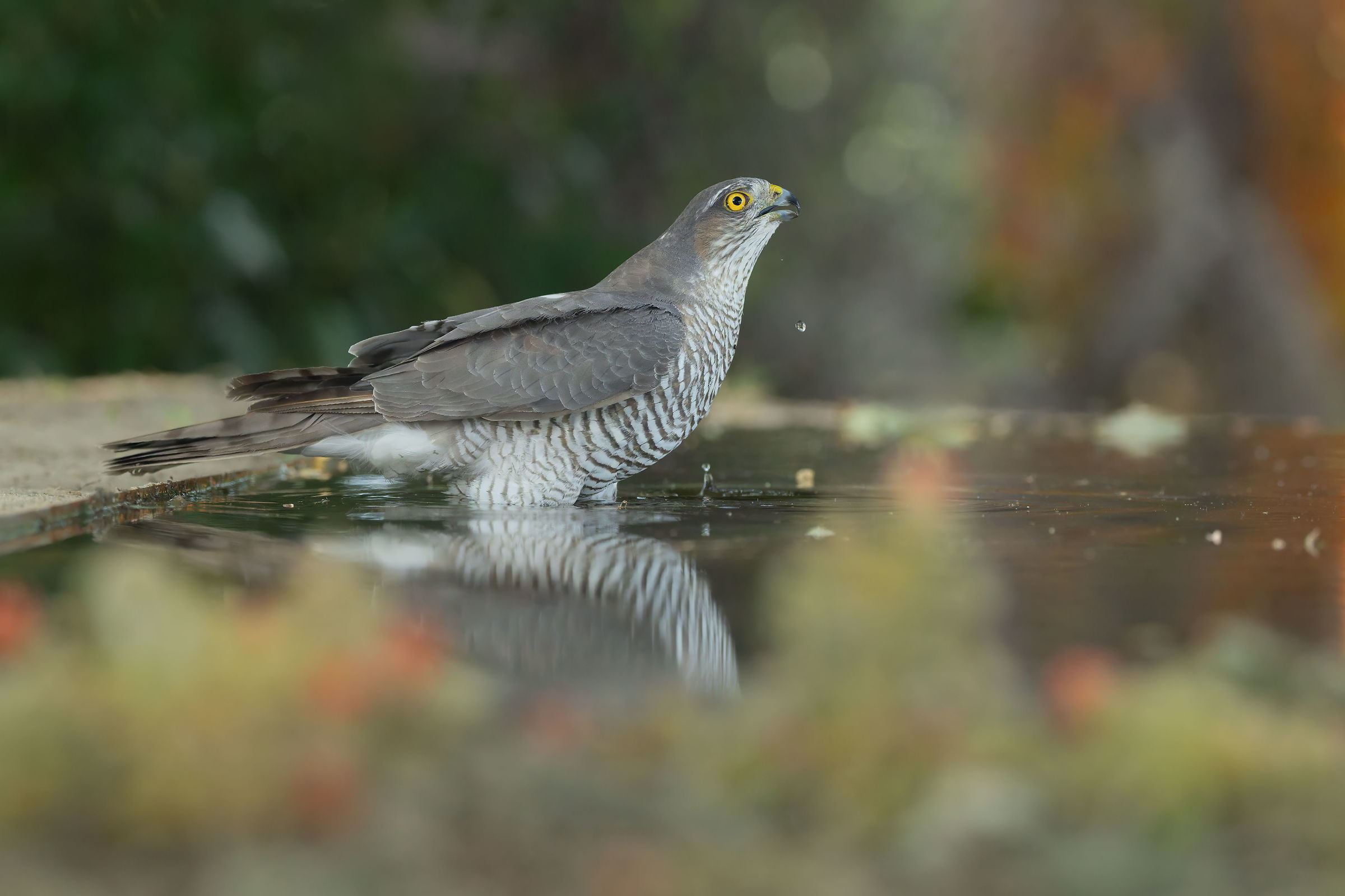 Sparrowhawk (F)