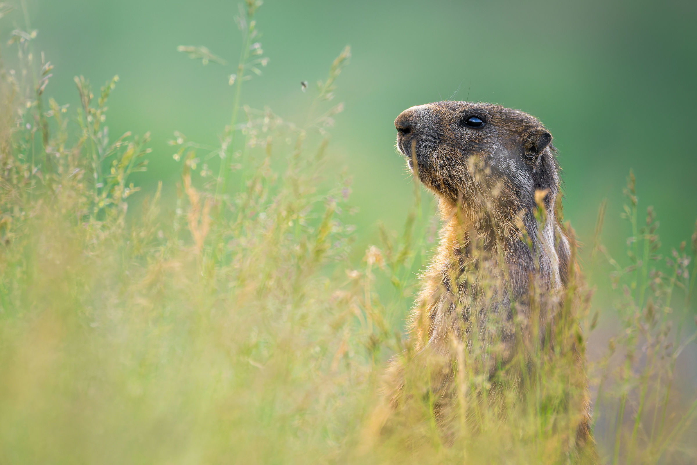Marmotta