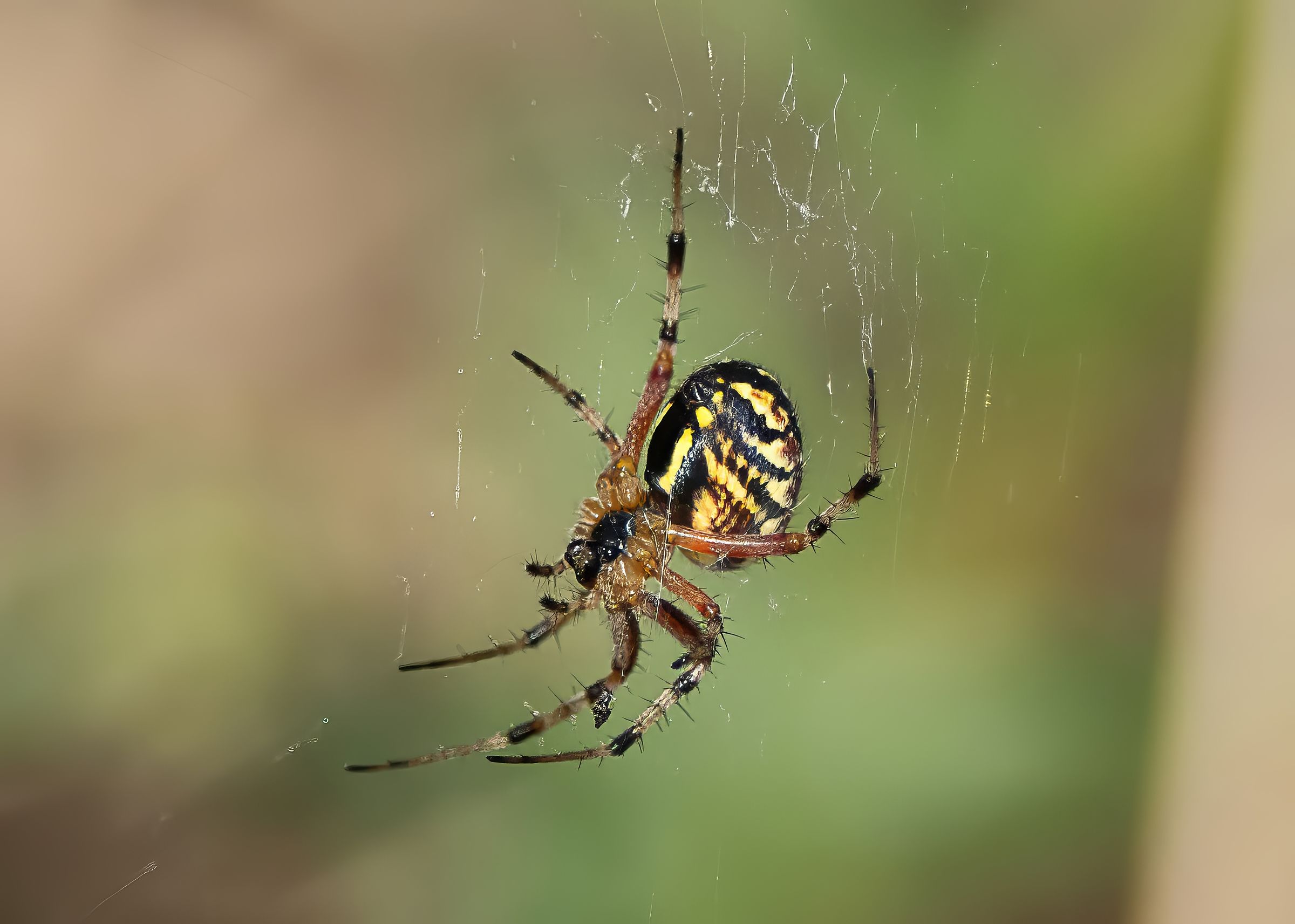 neoscona adianta