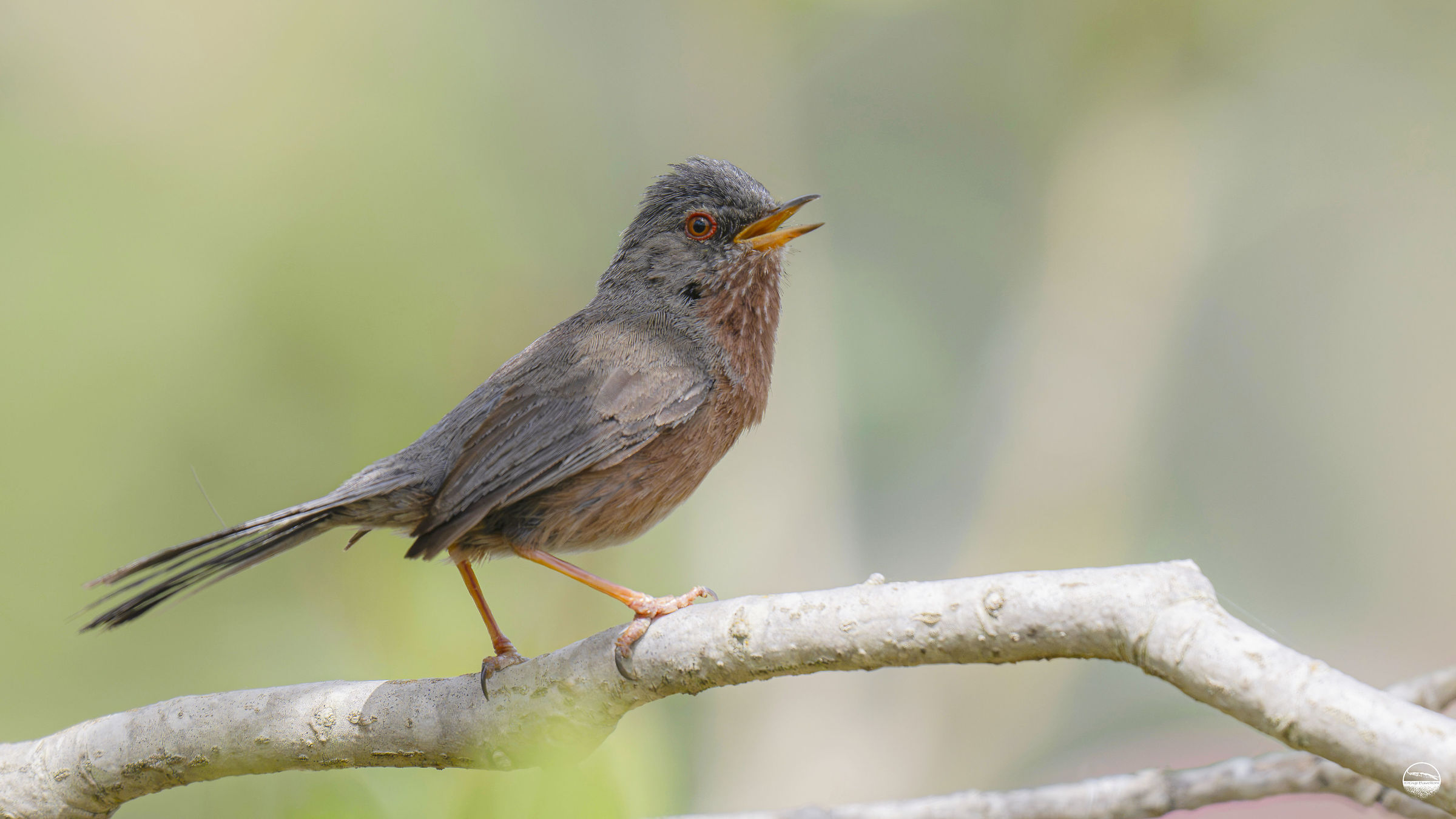 Common Magnanina