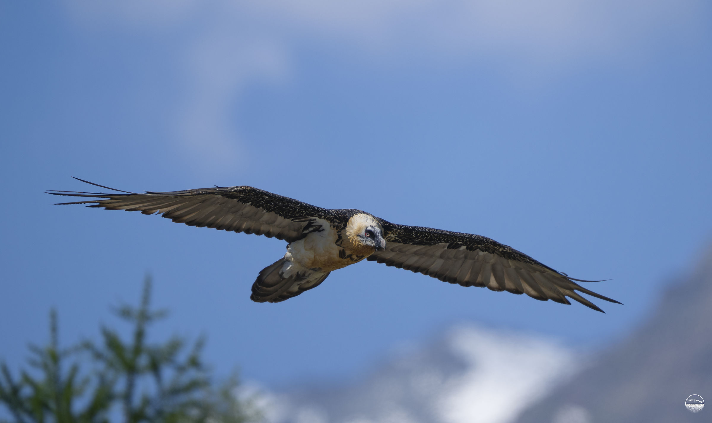 Bearded vulture