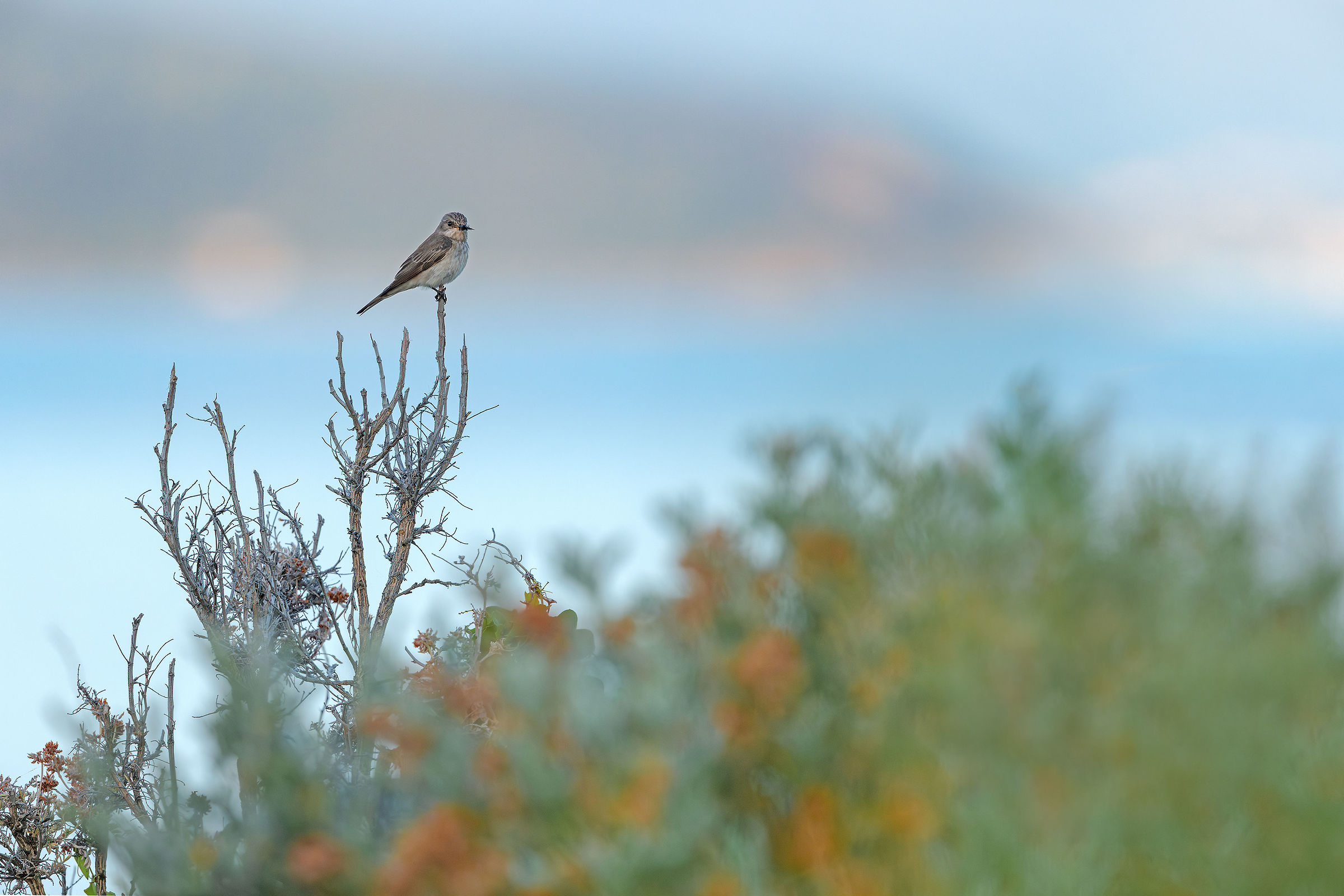 Alba fronte Elba, Pigliamosche comune