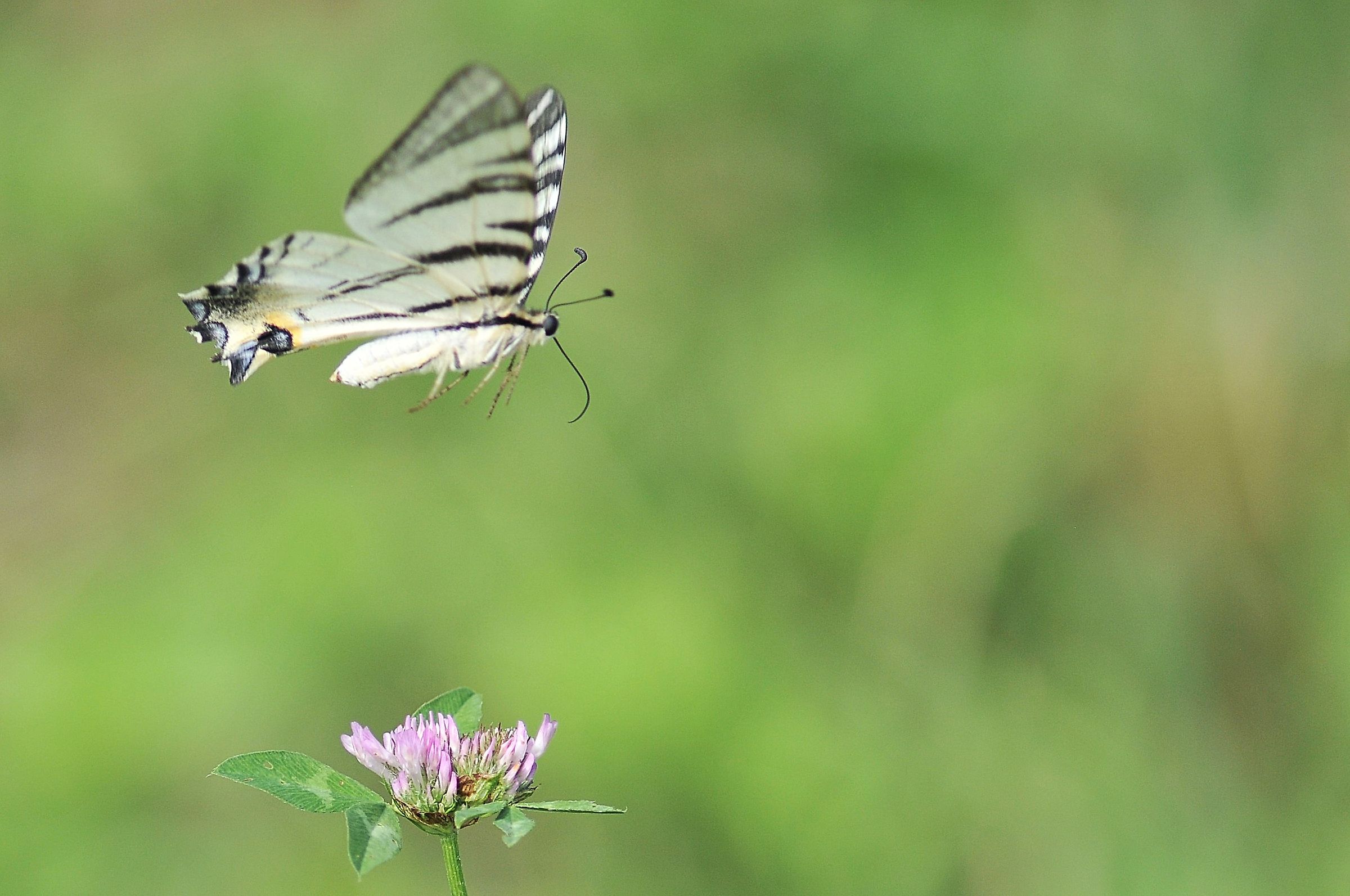 Iphiclides podalirius