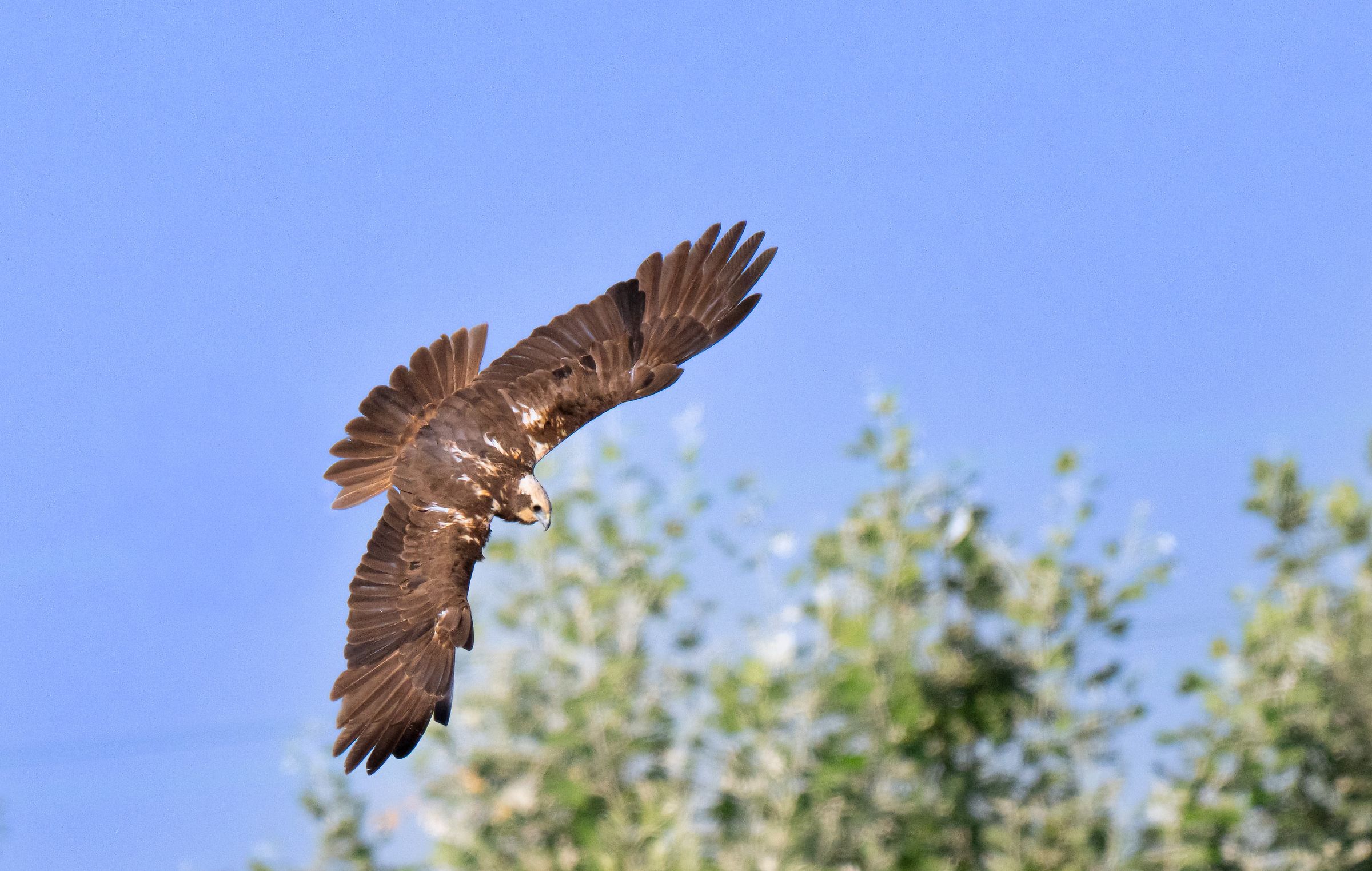 Marsh Harrier