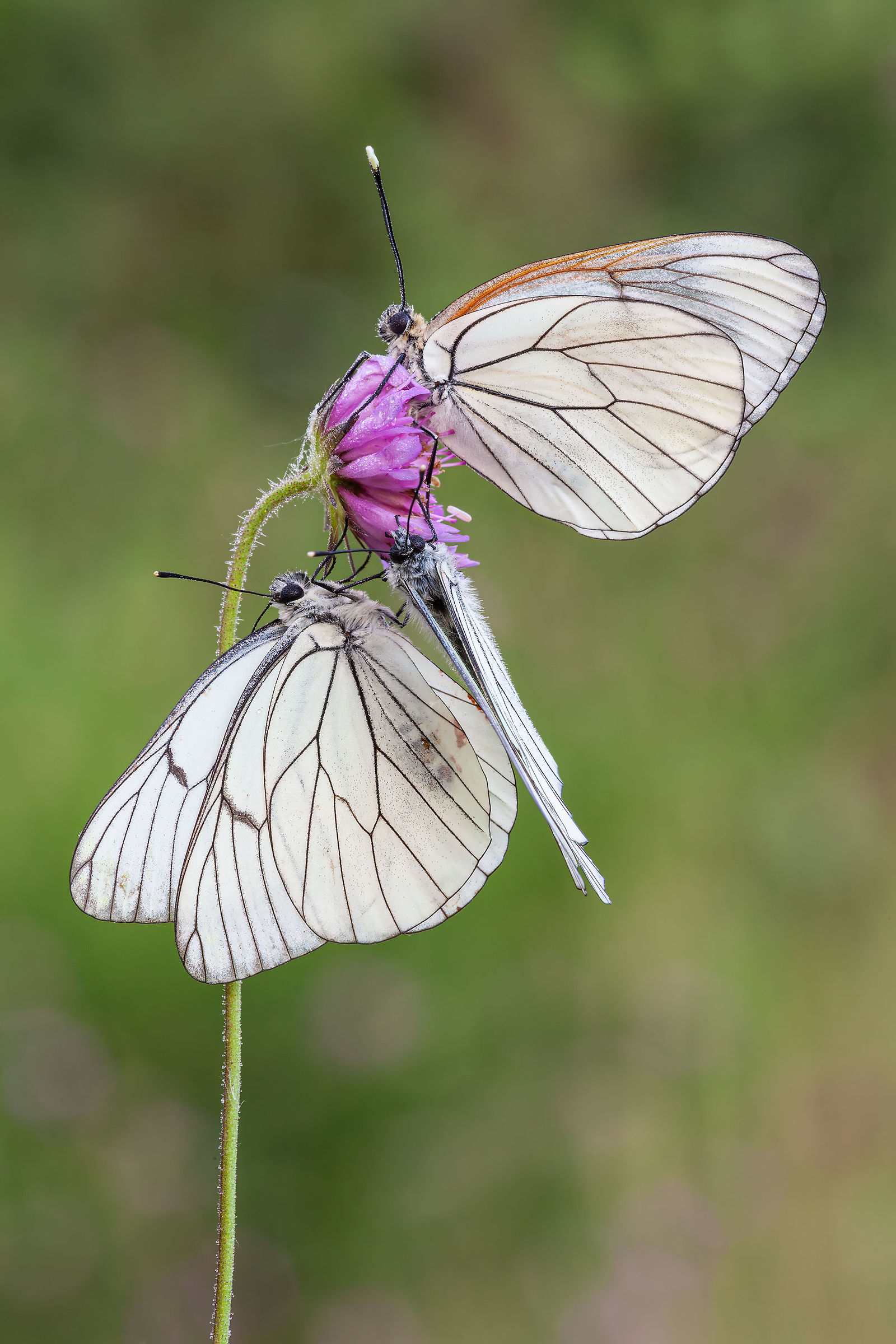Aporia