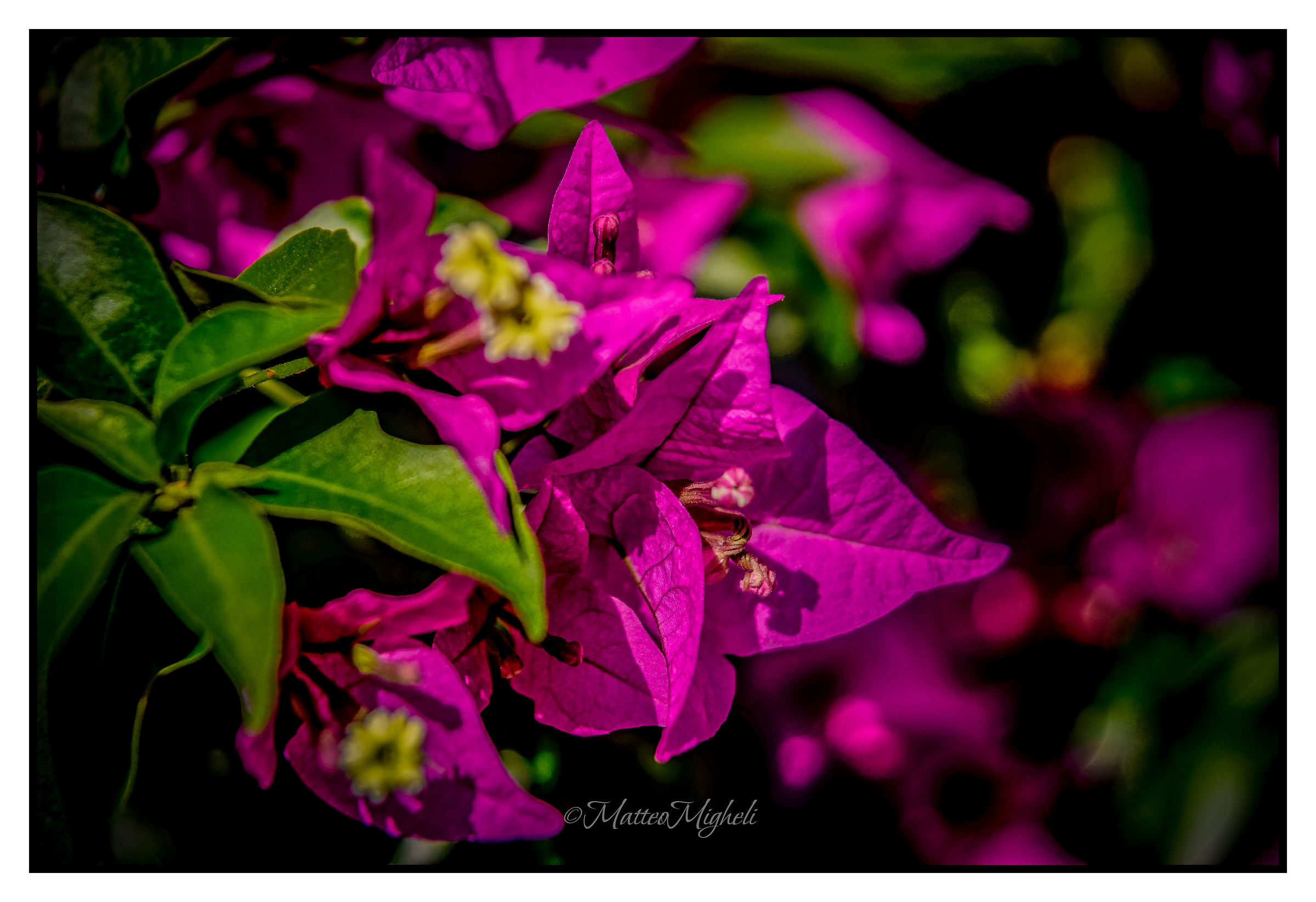 Group of flowers in the park