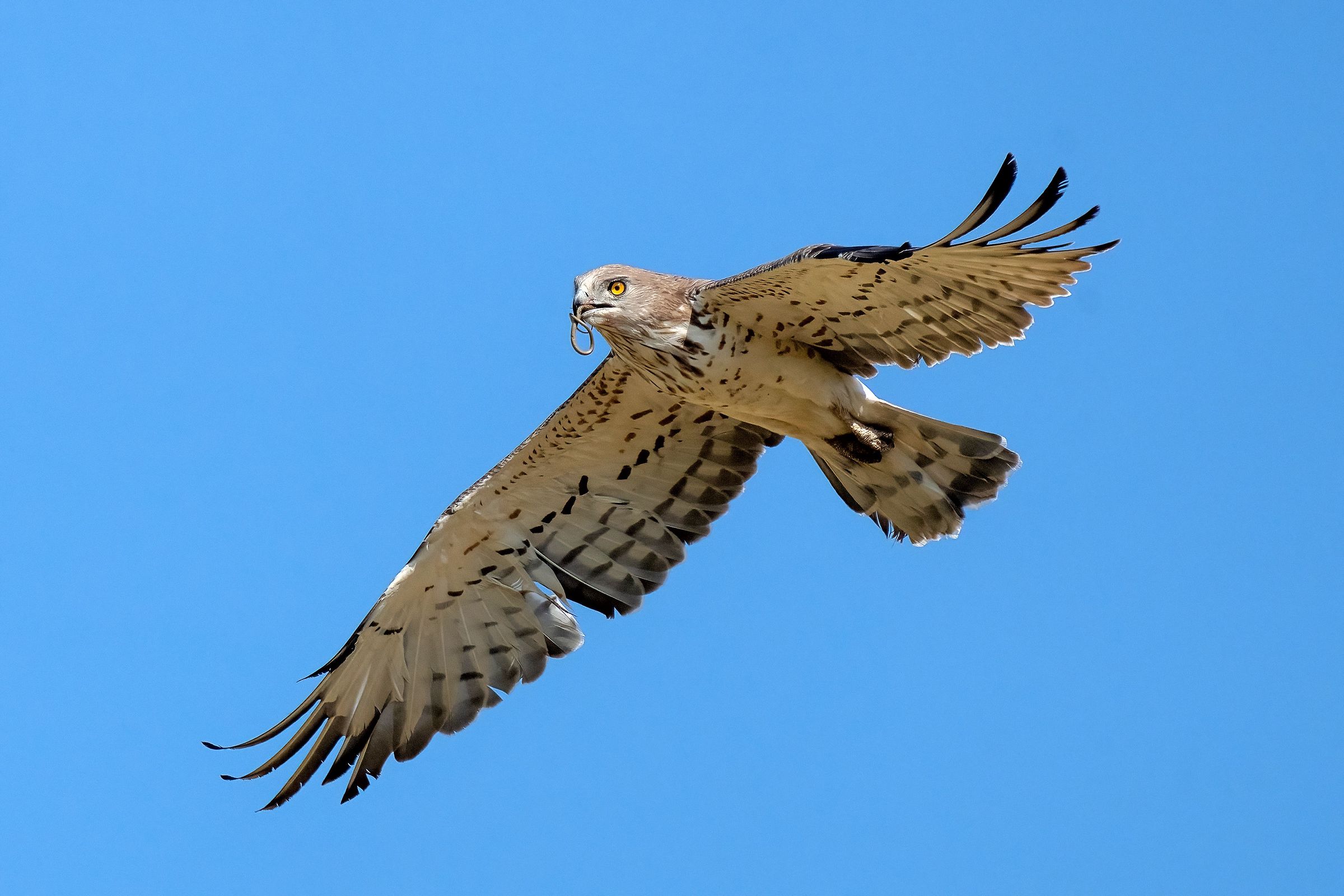 Biancone o Aquila dei serpenti (Circaetus gallicus)