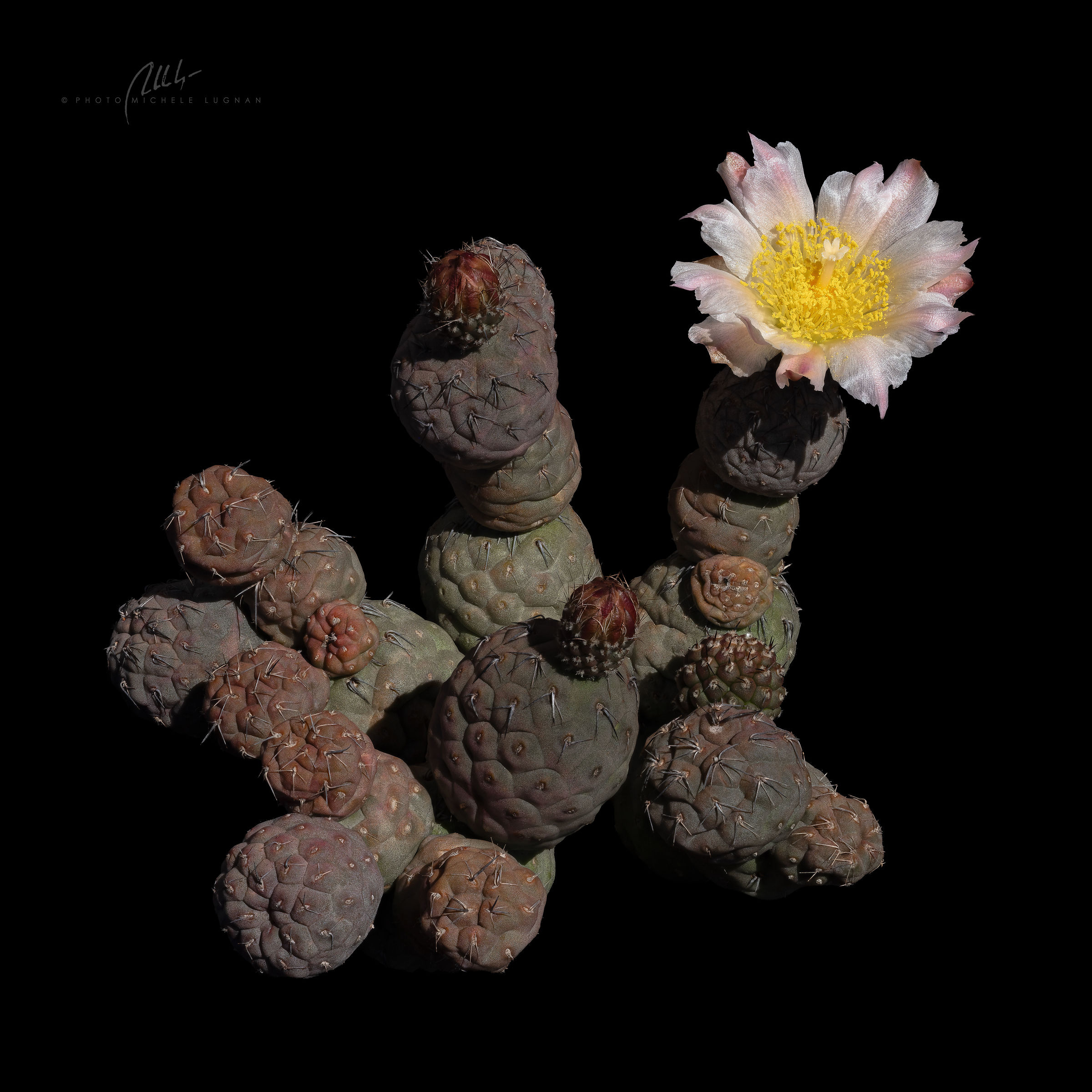 Tephrocactus geometricus