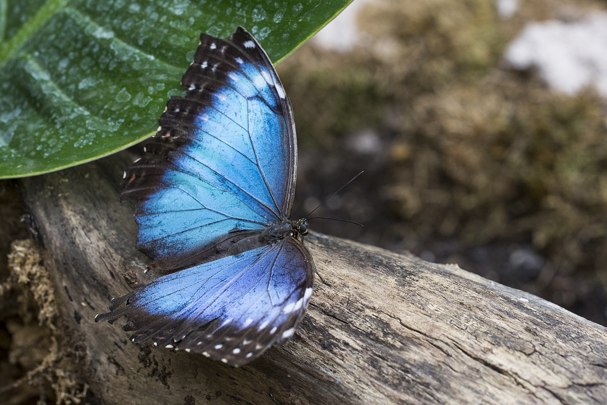 Blue butterfly