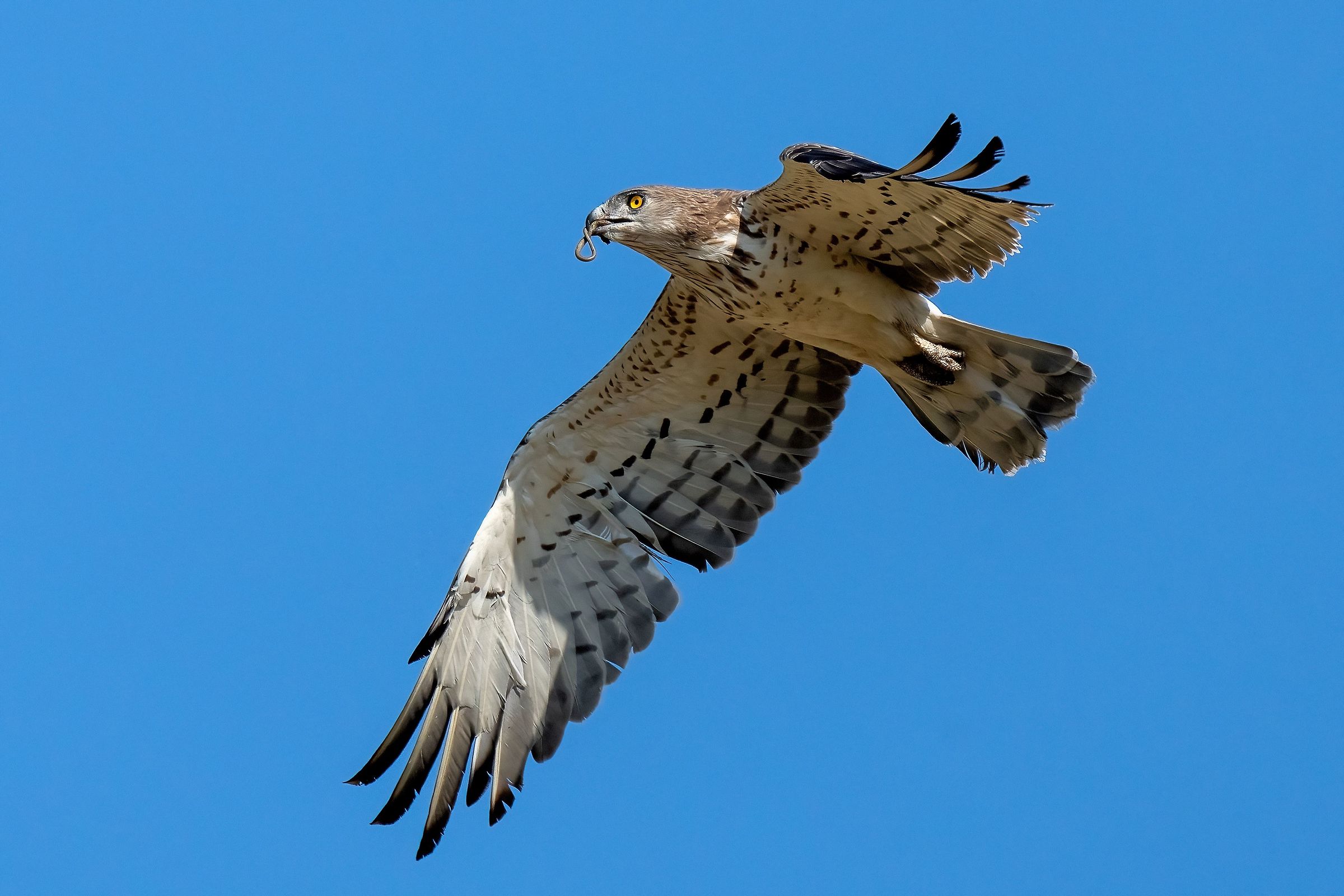 Biancone o Aquila dei serpenti (Circaetus gallicus)
