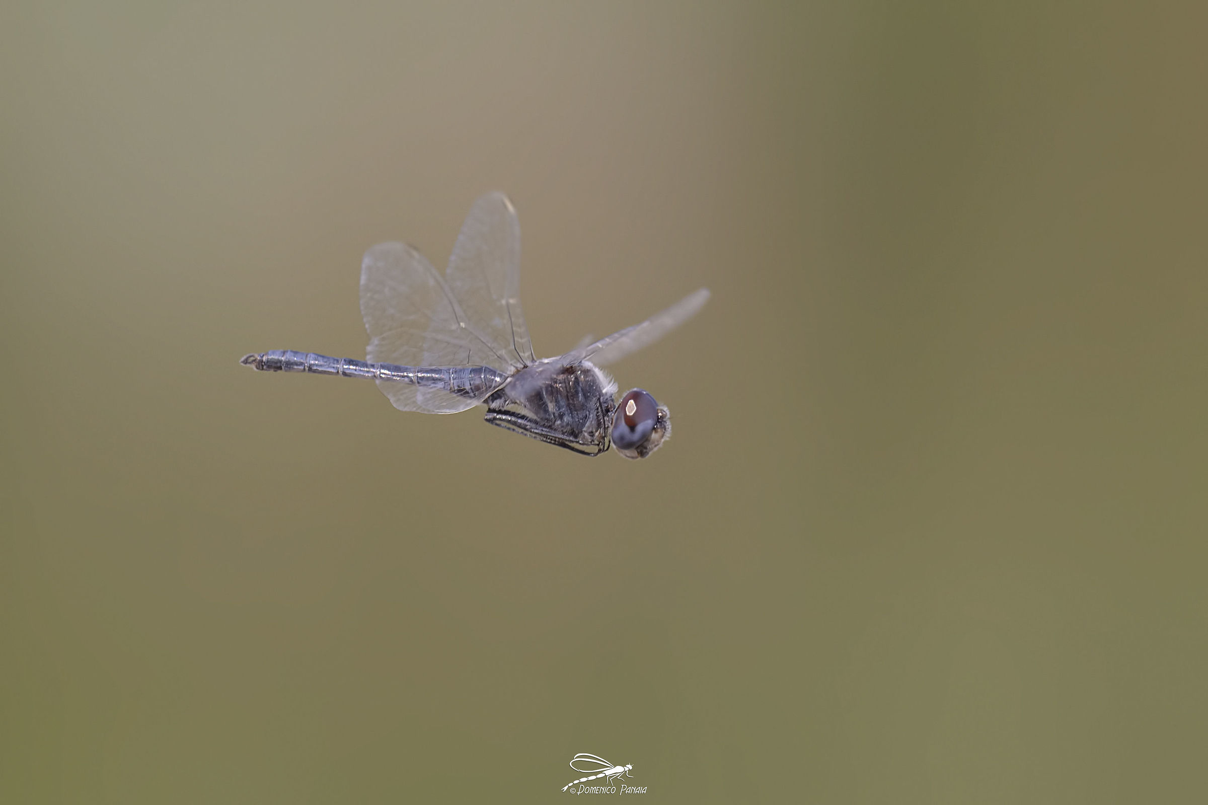 selysiothemis nigra