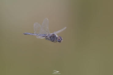 Anisoptera