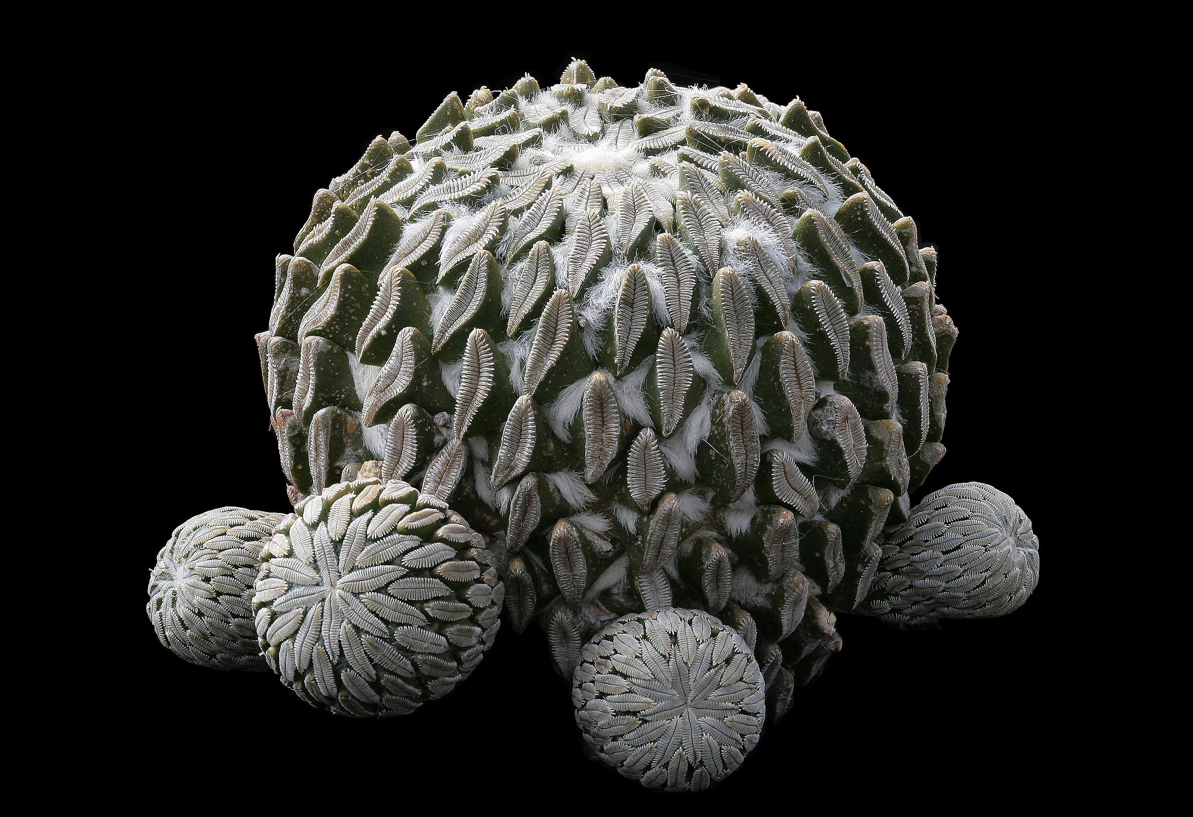 Pelecyphora aselliformis