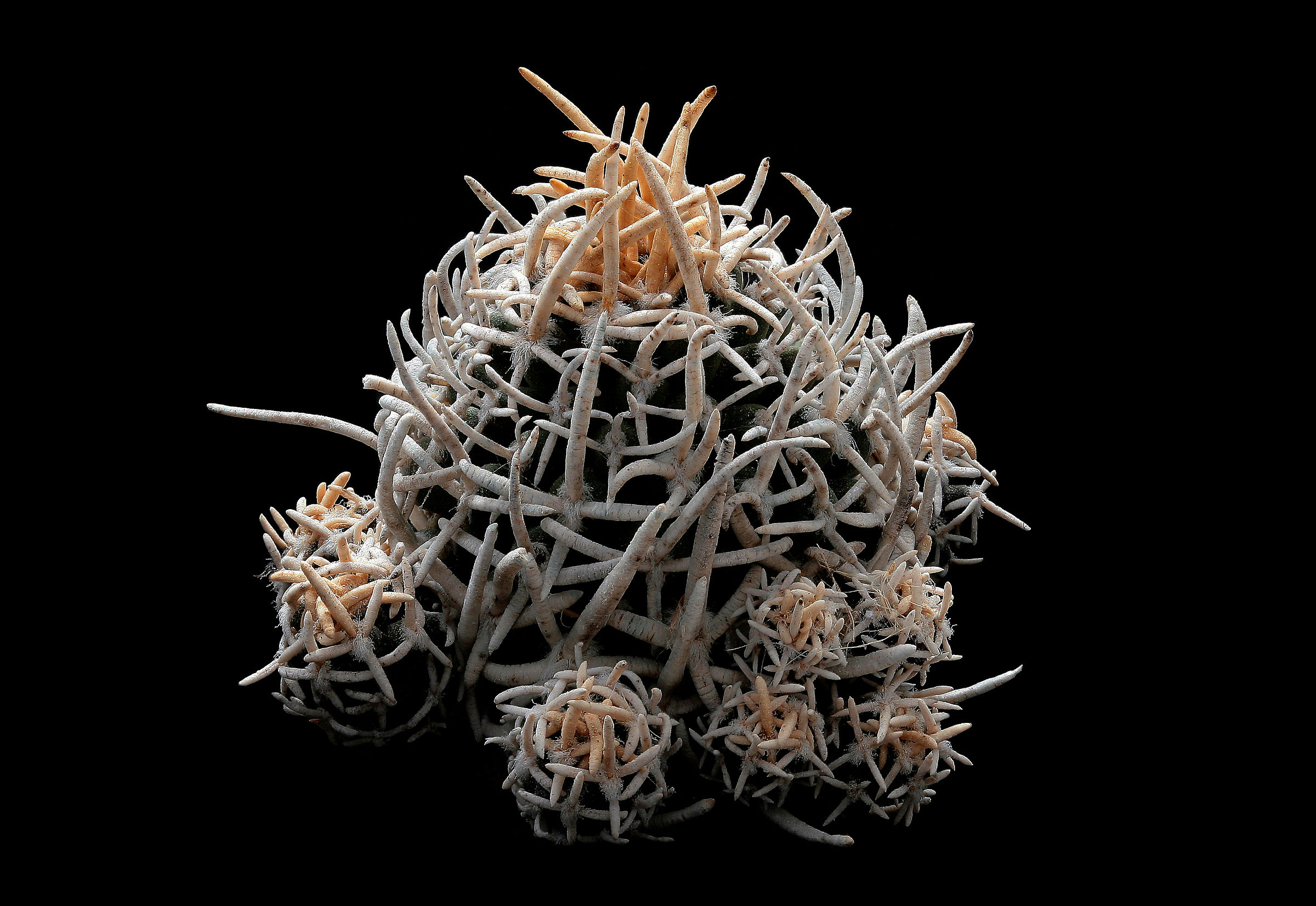 Pediocactus peeblesianus