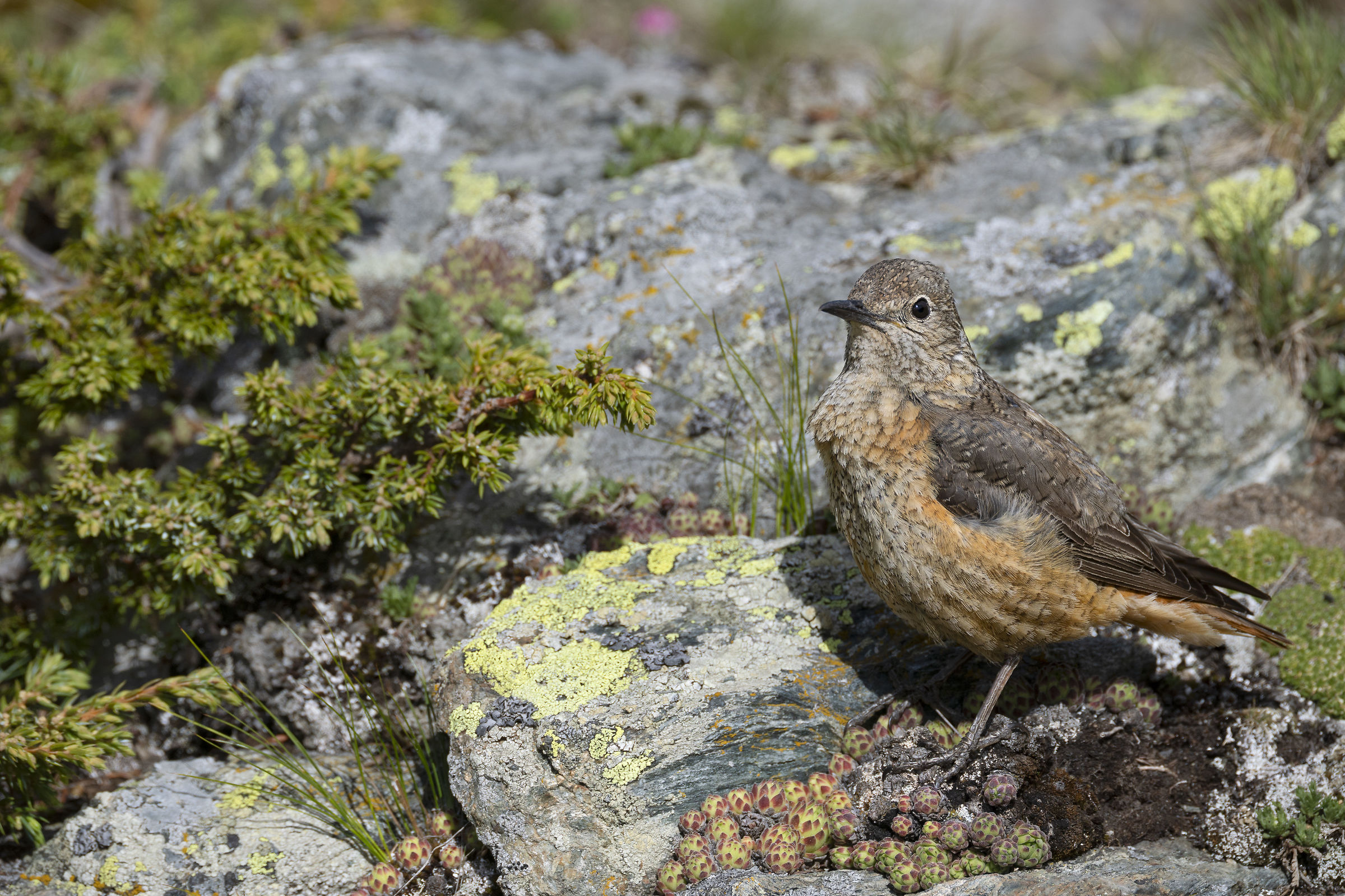 Female rock thrush