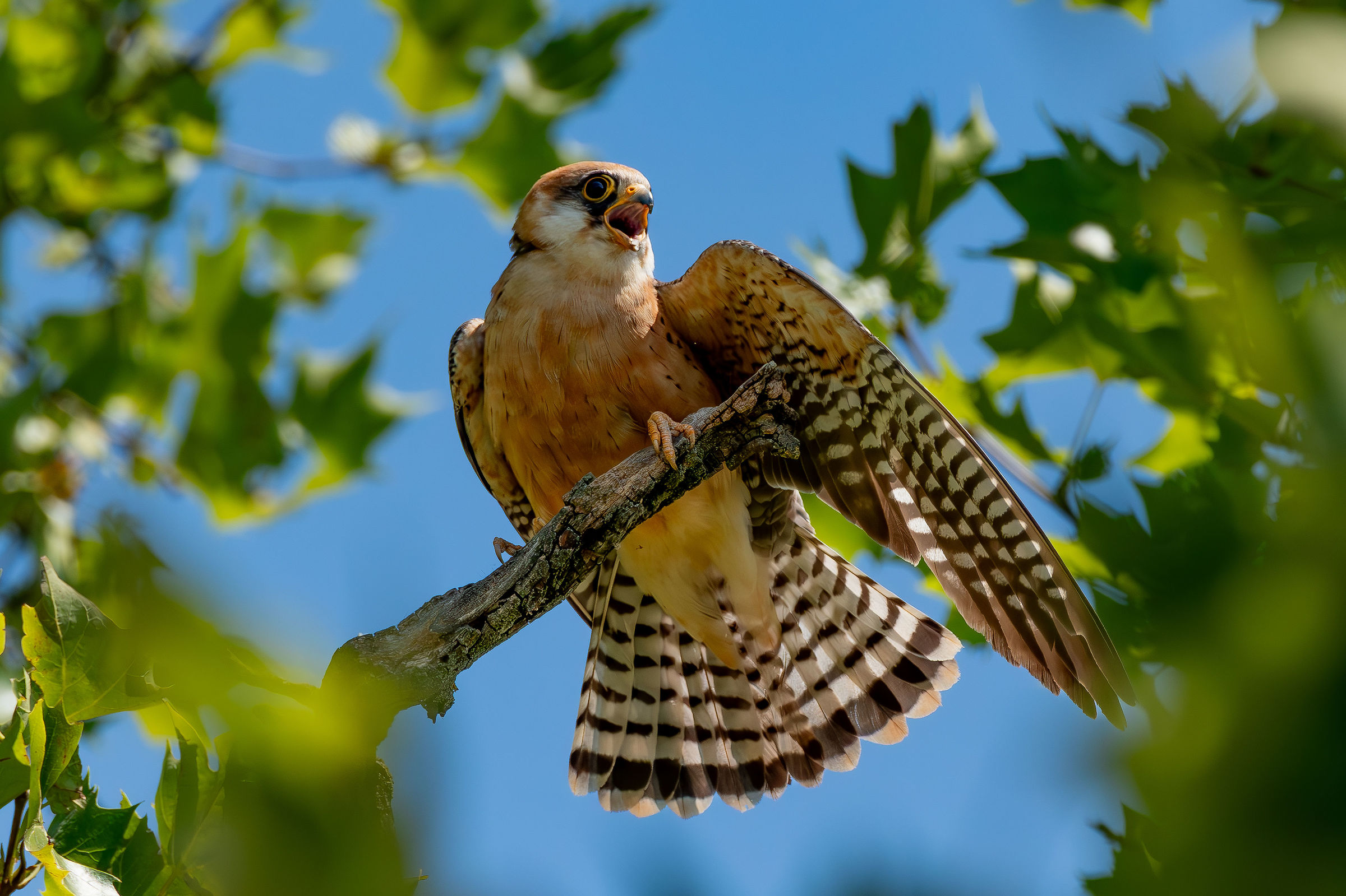 Falco cuculo