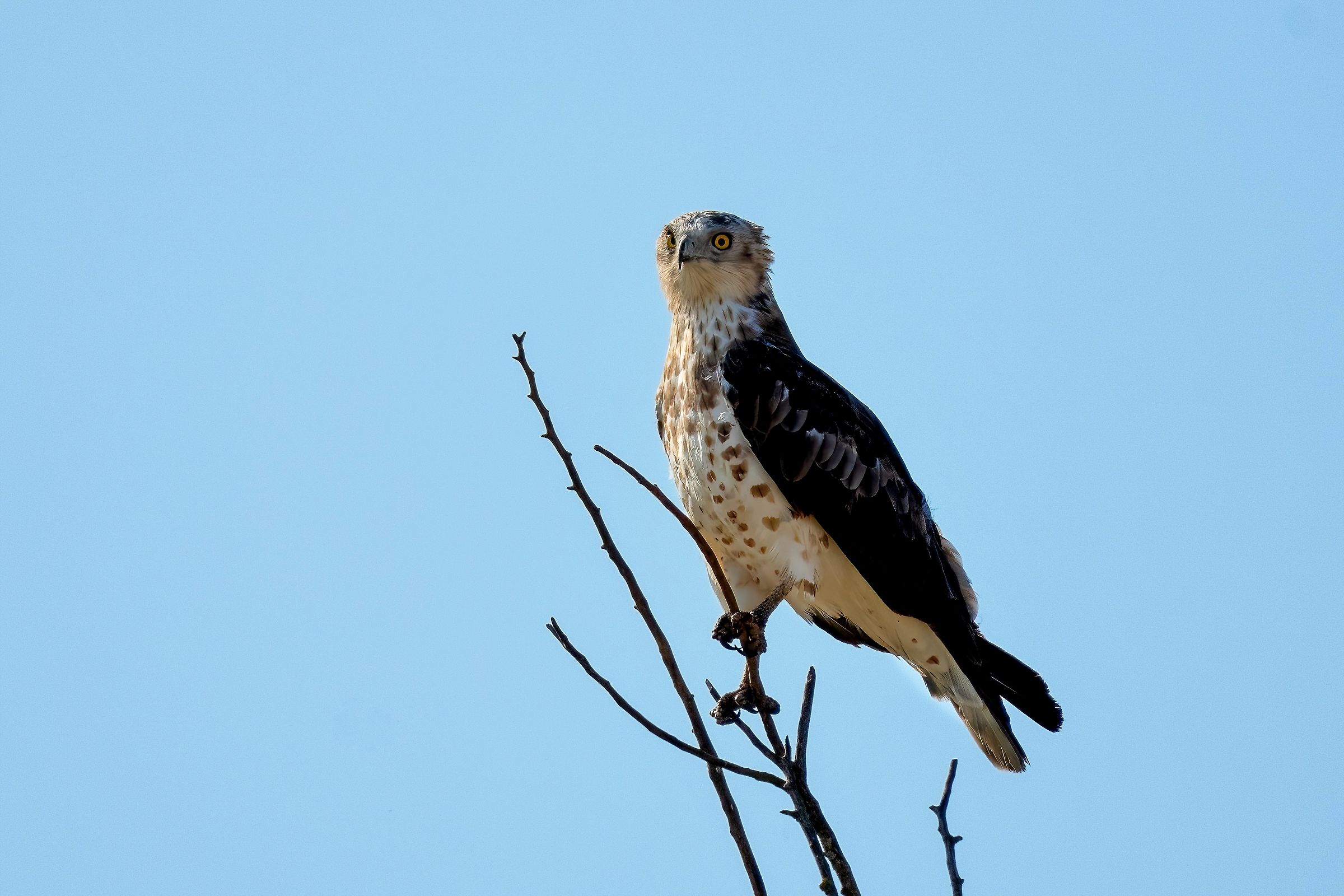 Biancone o Aquila dei serpenti (Circaetus gallicus)