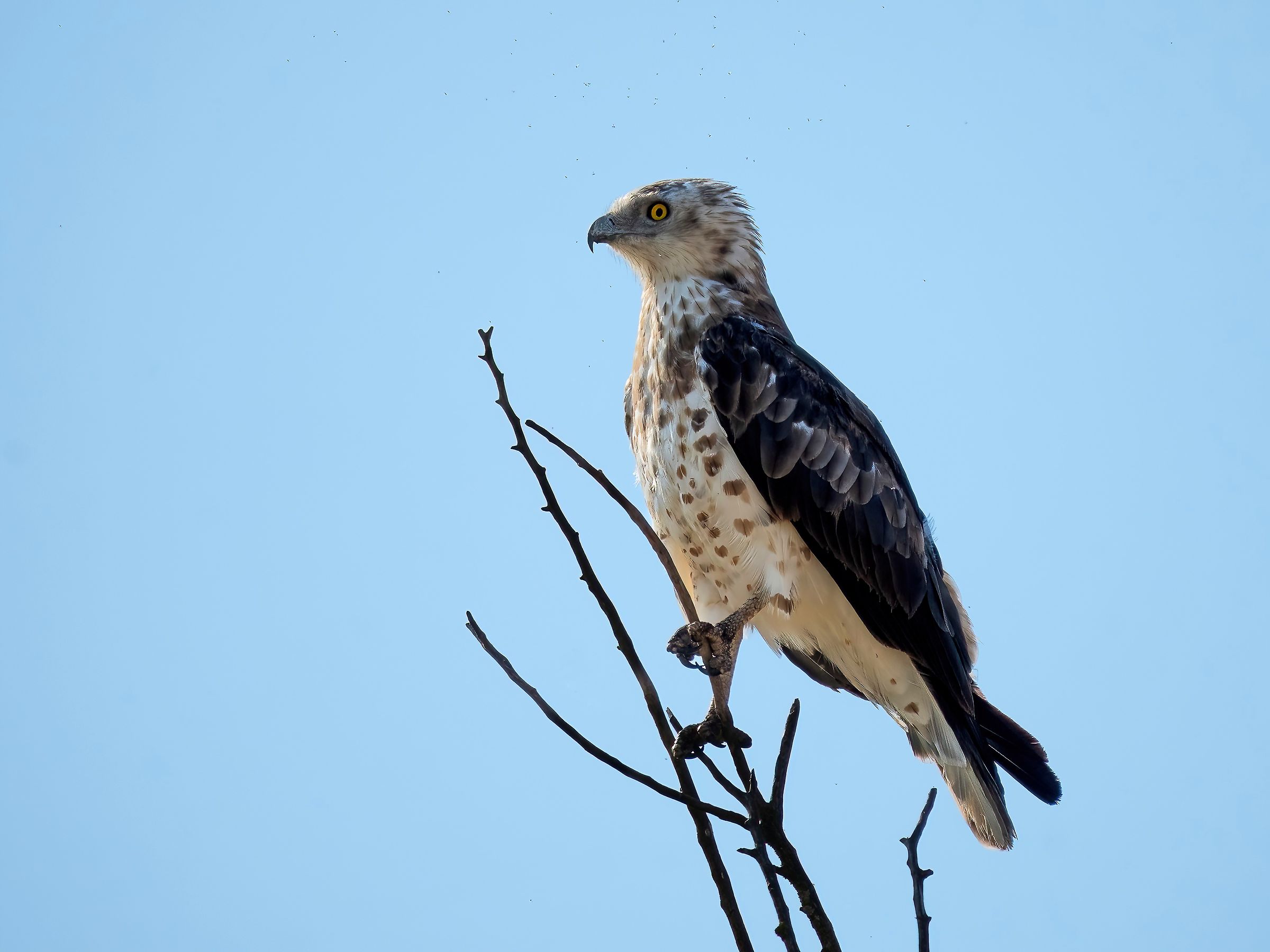 Biancone o Aquila dei serpenti (Circaetus gallicus)