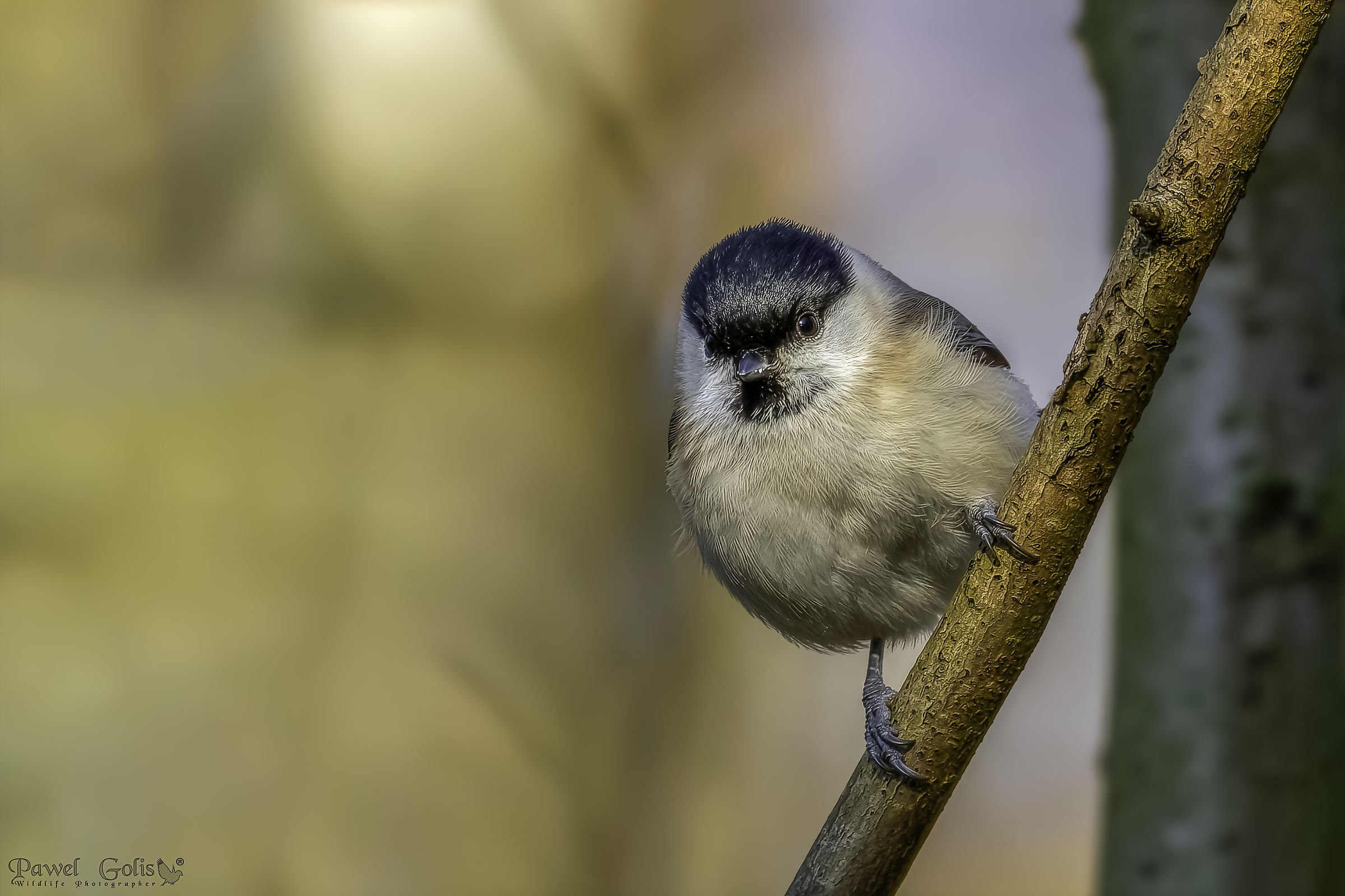 Cince marina (Poecile montanus)