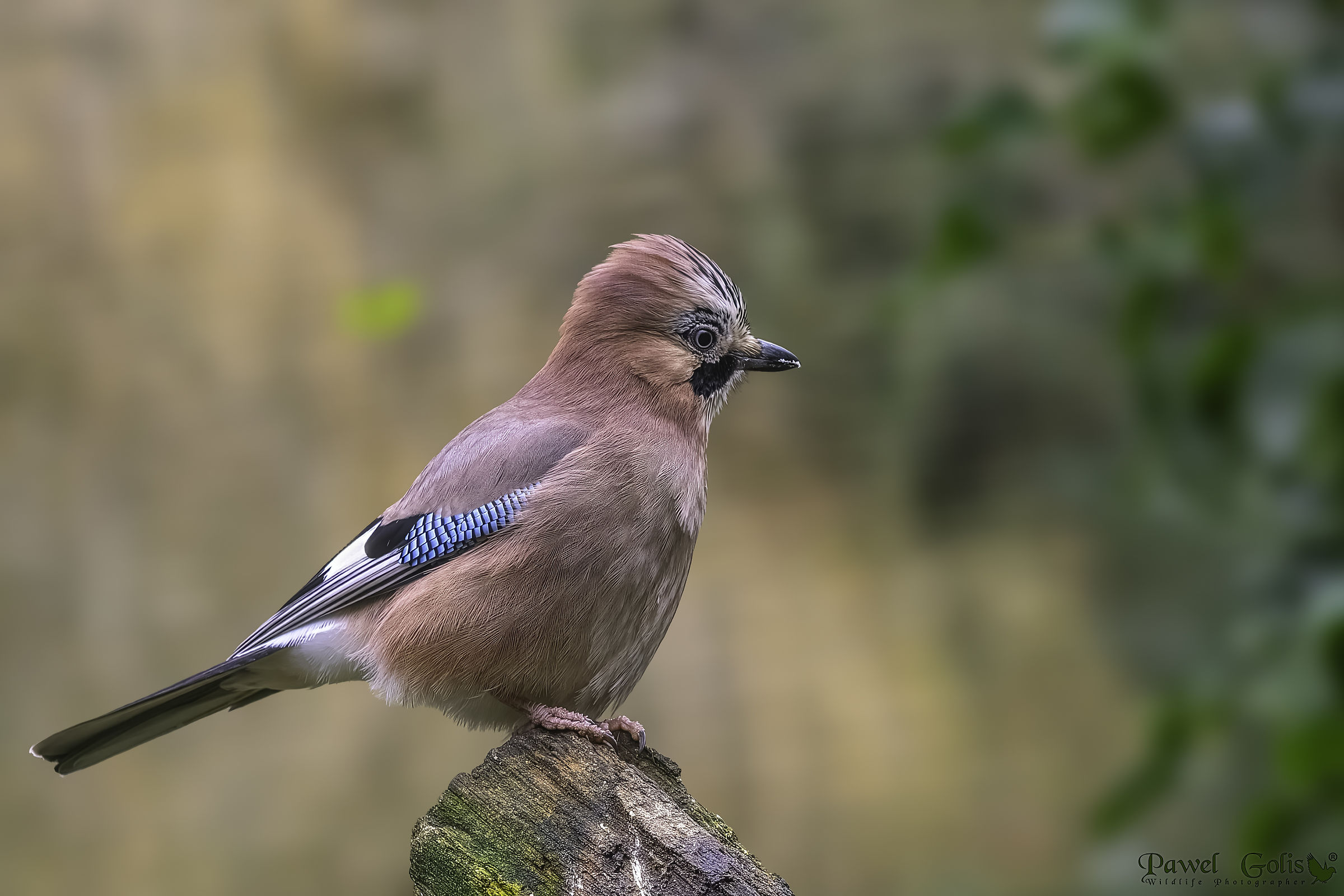Ghiandaia eurasiatica (Garrulus glandarius)