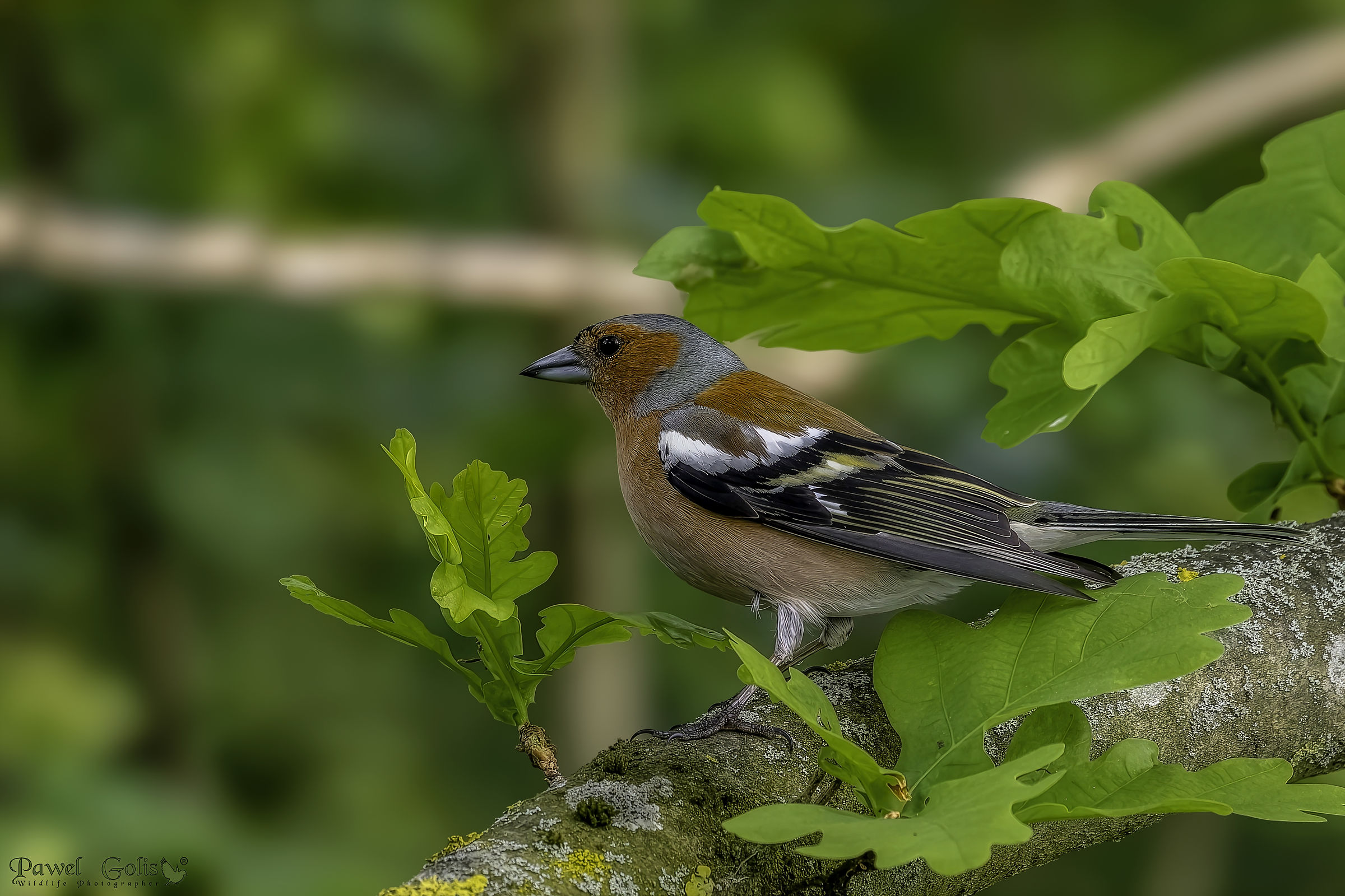 Fringuello comune (Fringilla coelebs)