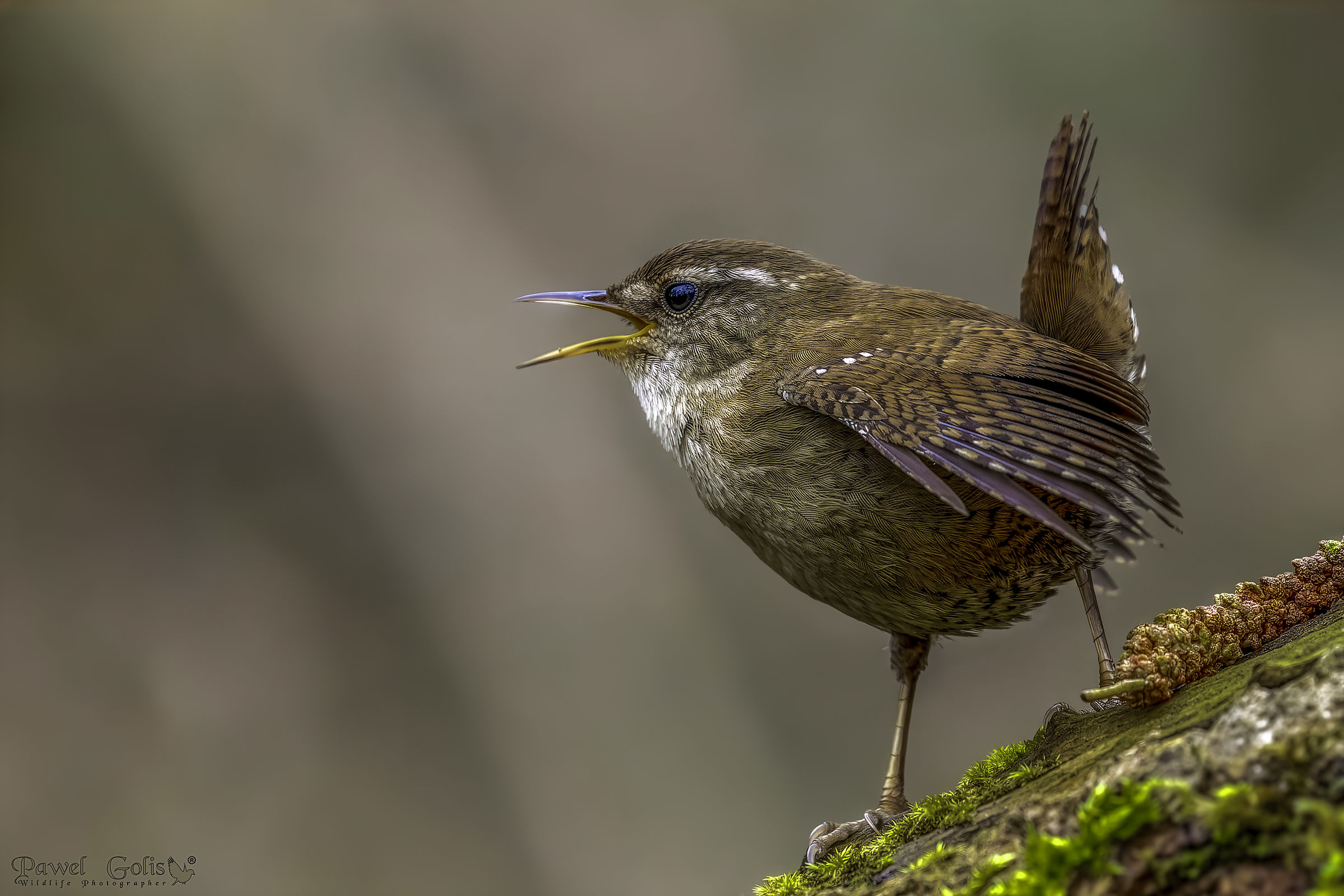 Scricciolo eurasiatico (Troglodytes troglodytes)