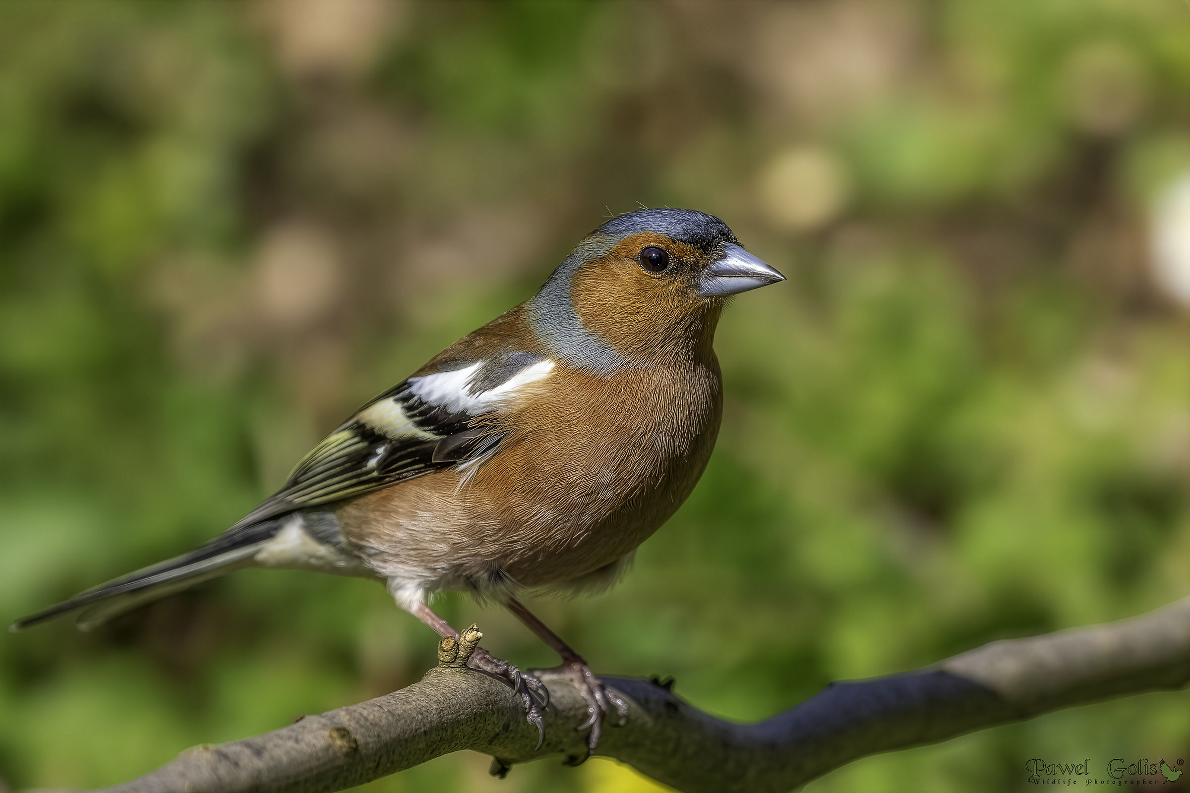 Fringuello comune (Fringilla coelebs)
