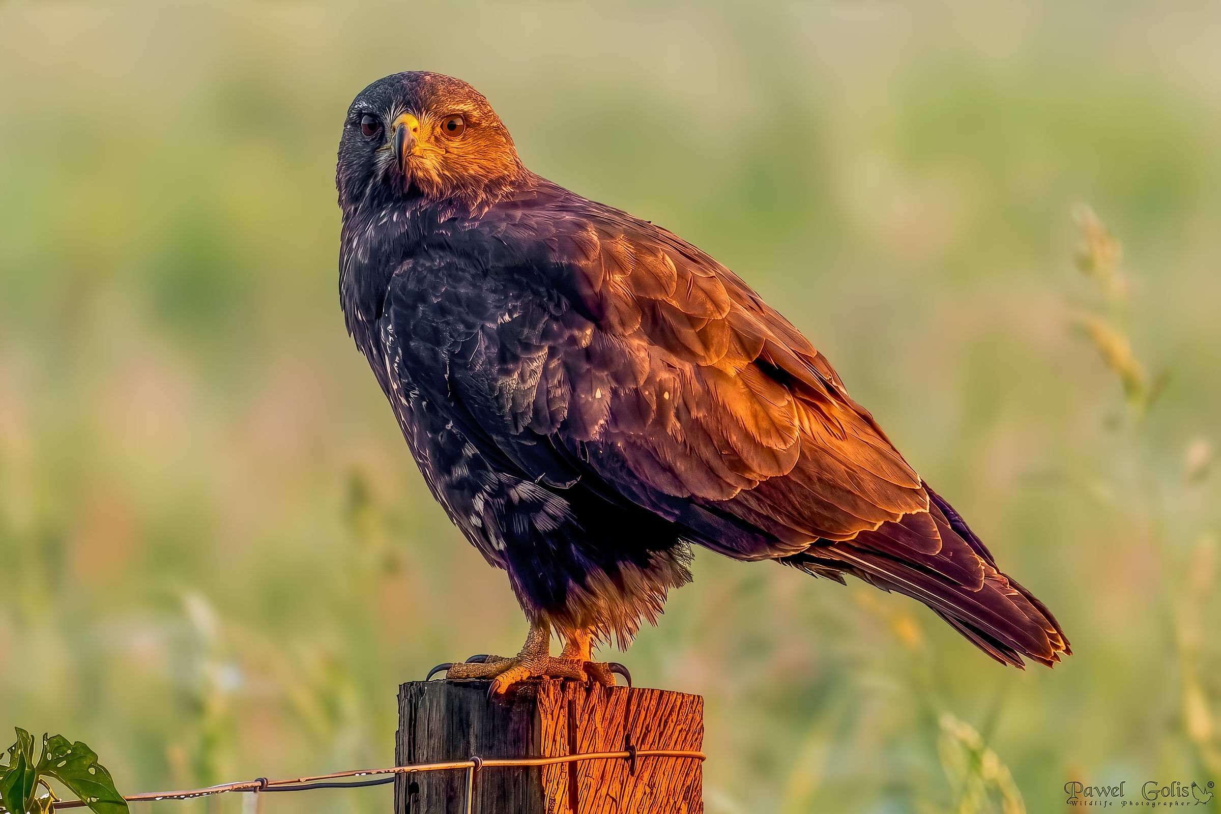 Avvoltoio (Buteo buteo)