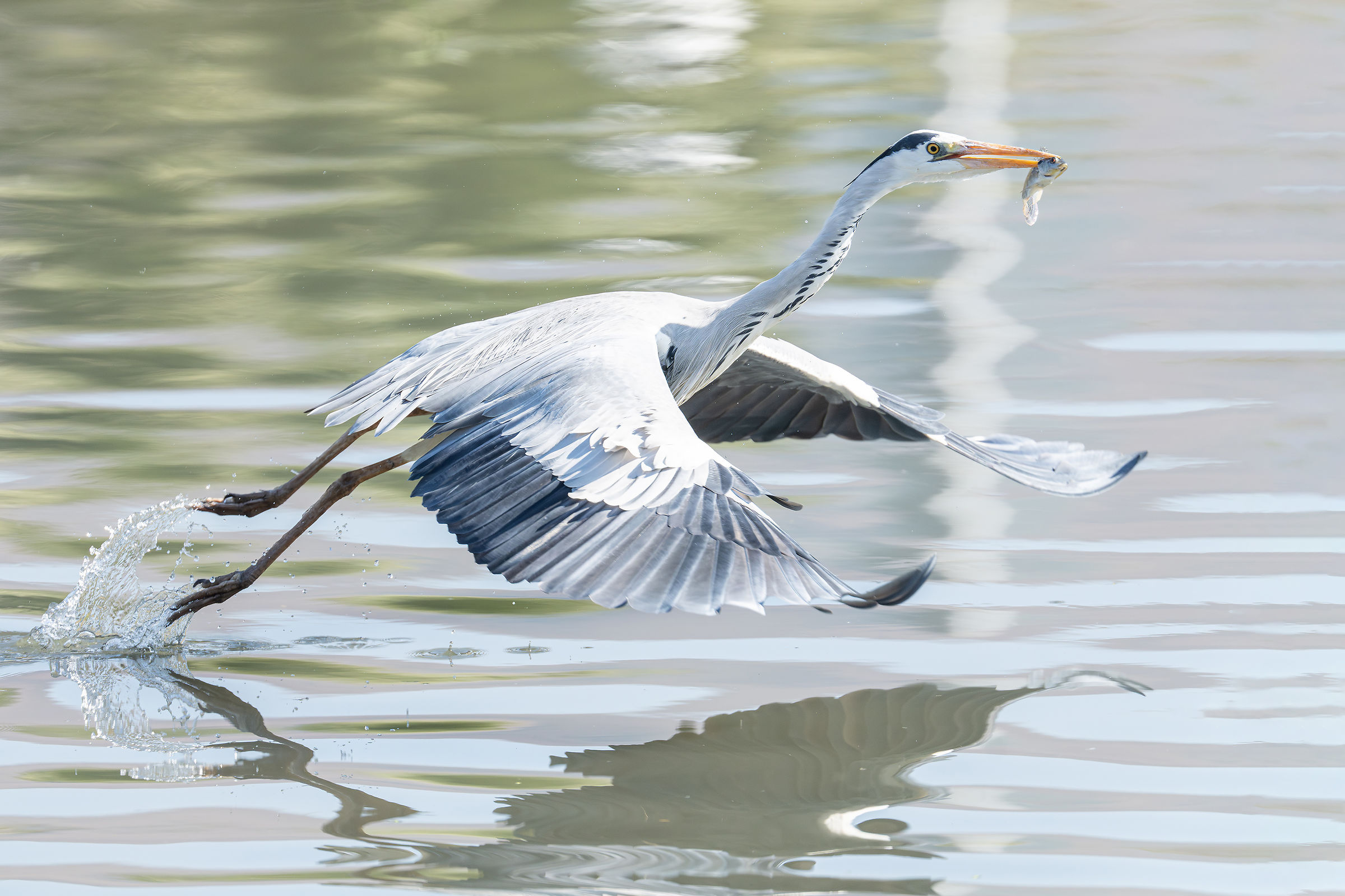 Danza della pesca