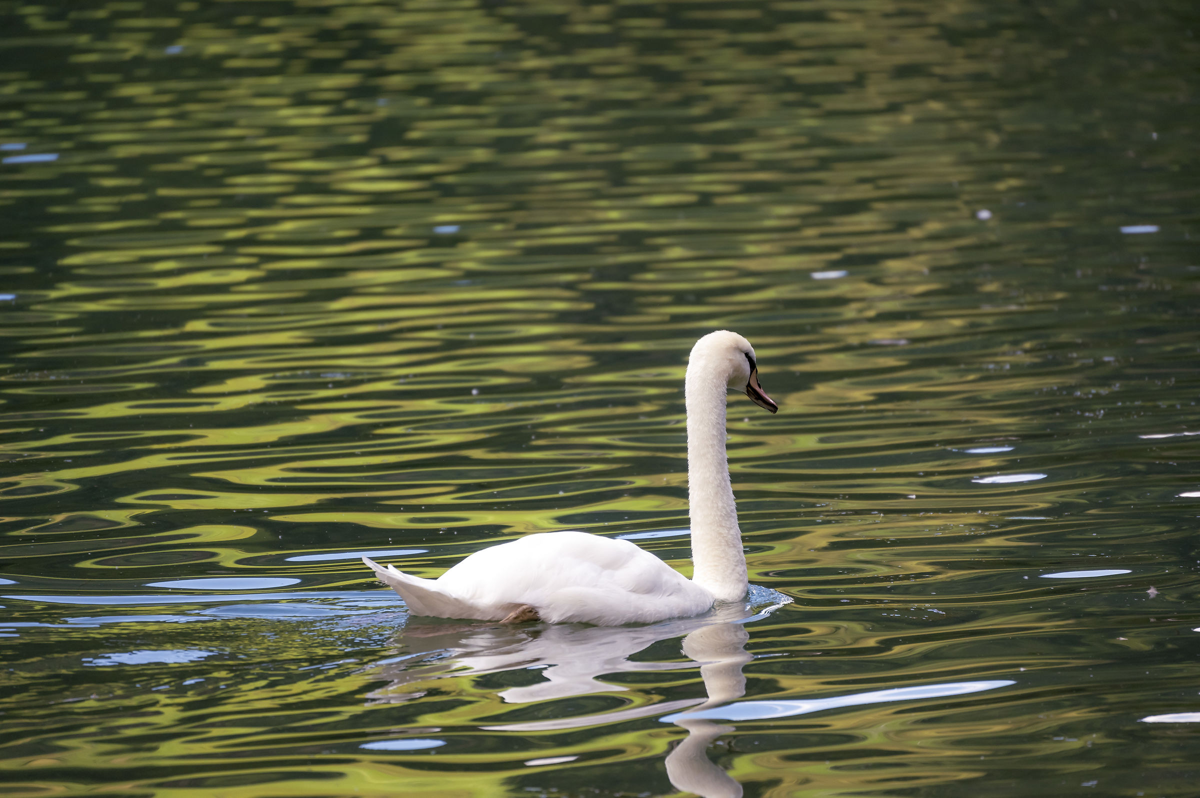 The Ugly Duckling