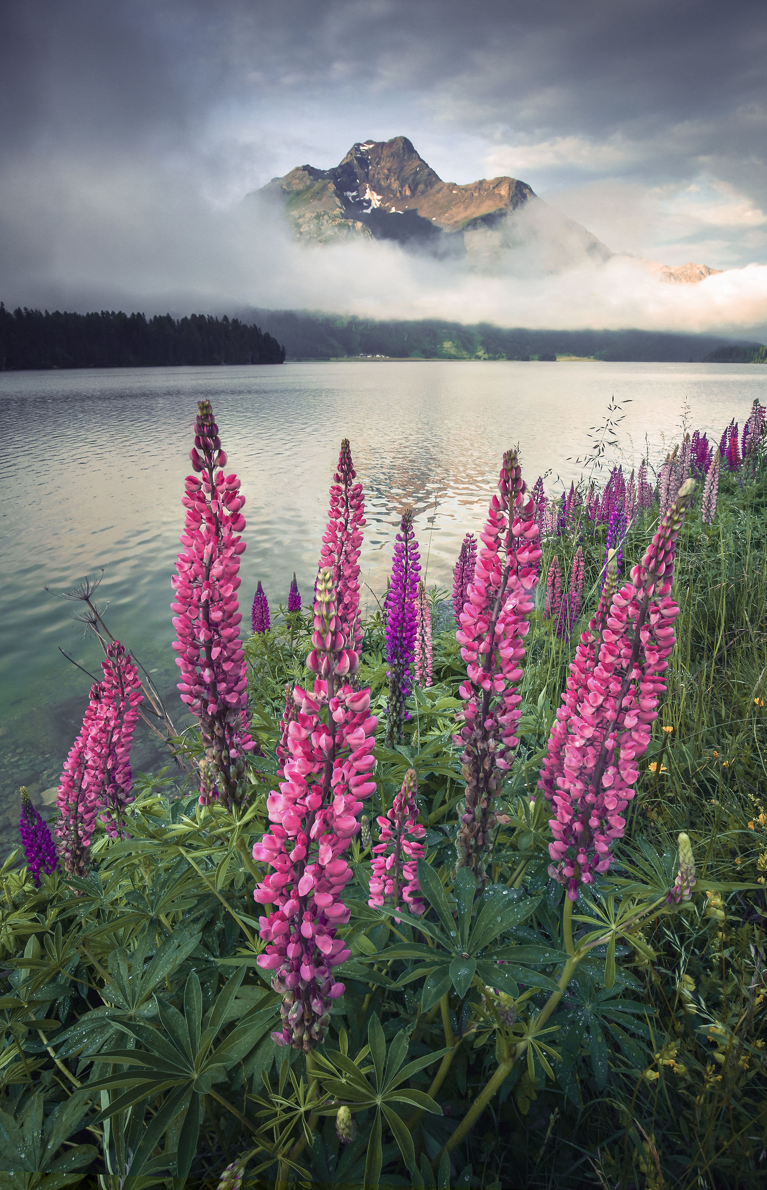 Lupins