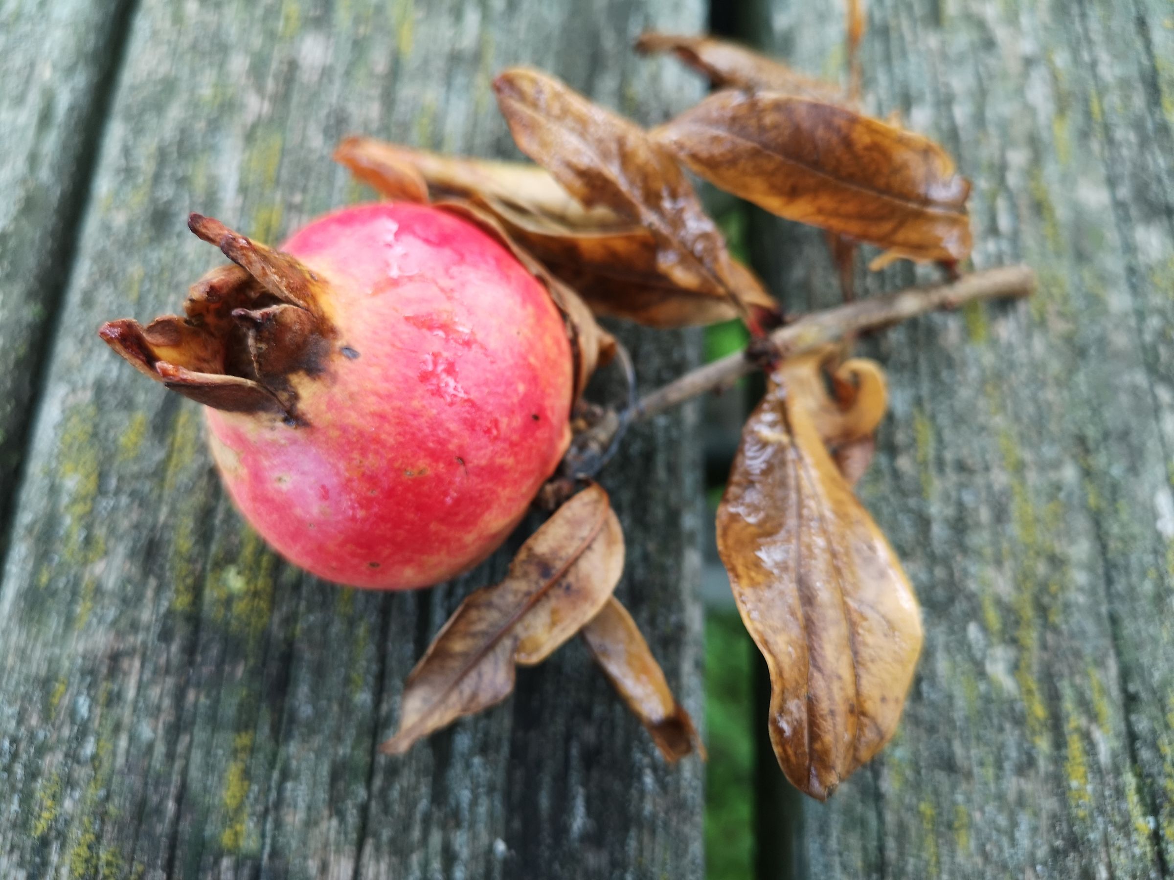 Punica Granatum