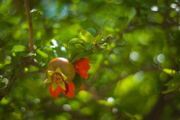 Bokeh