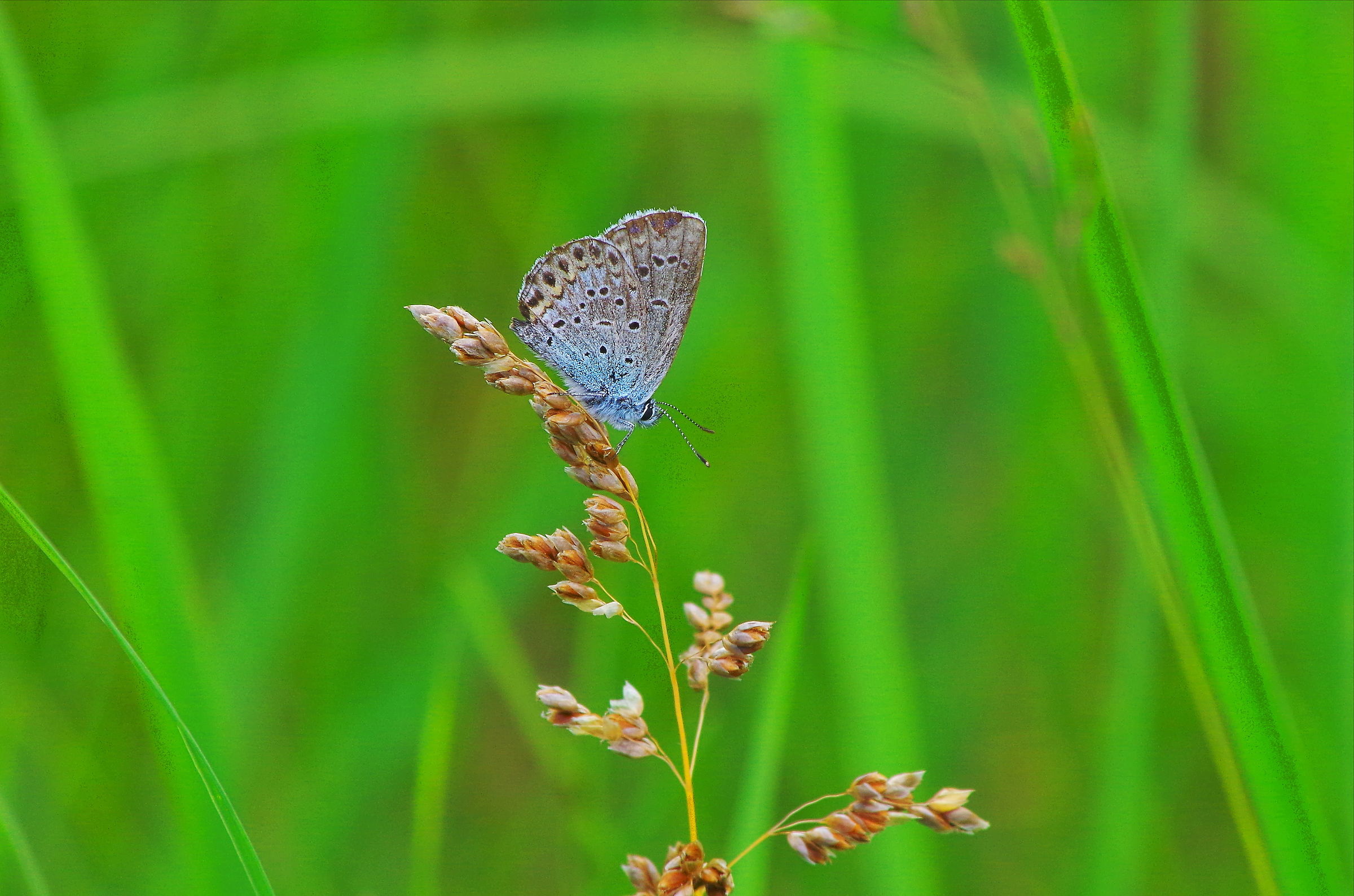 Lycaenidae