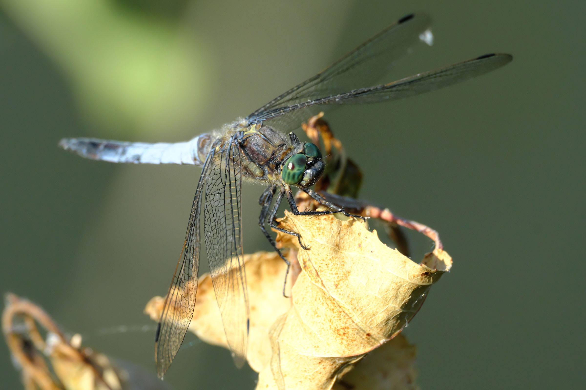 Libellula azzurra