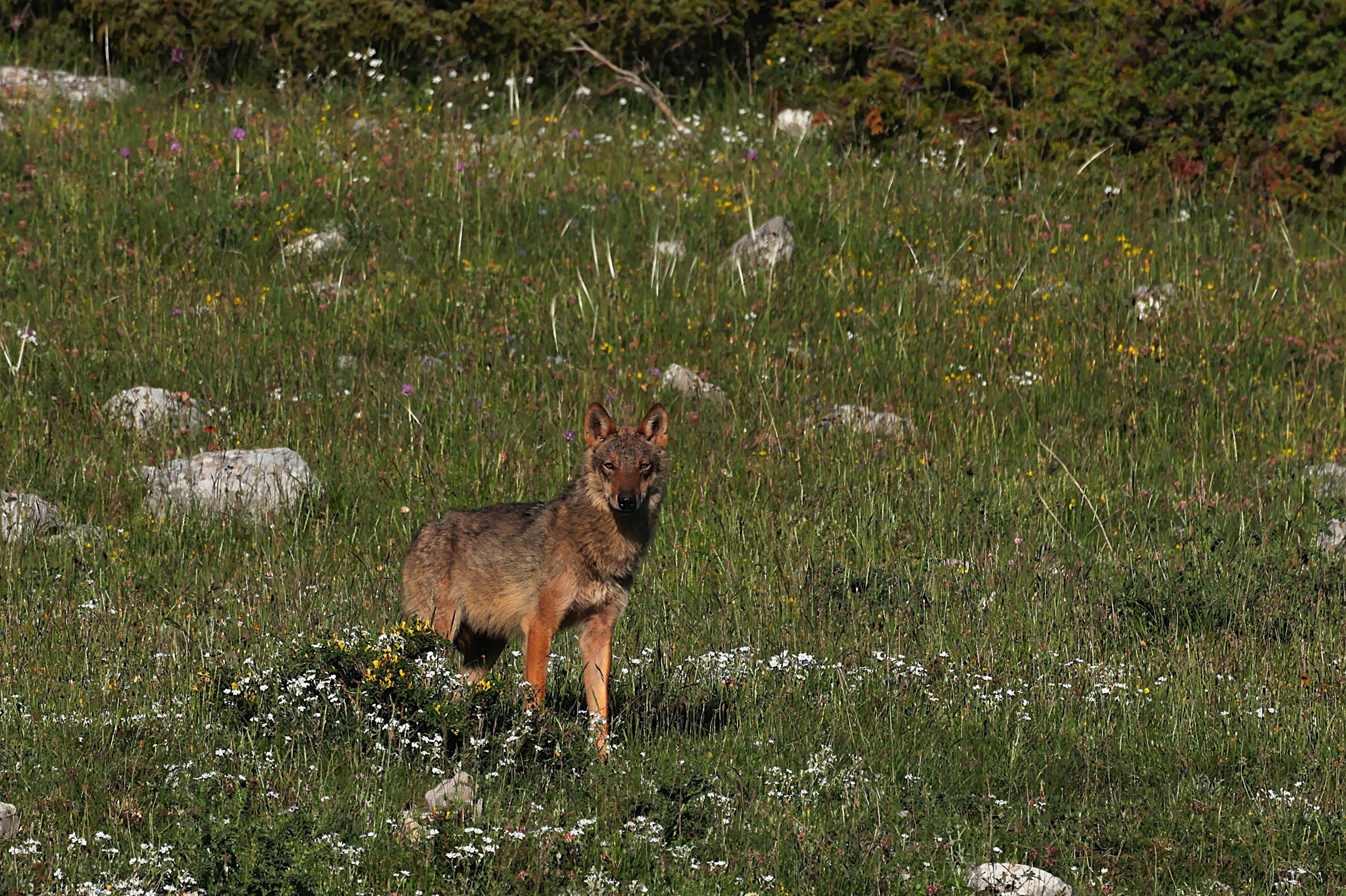 Lupo del Pnalm